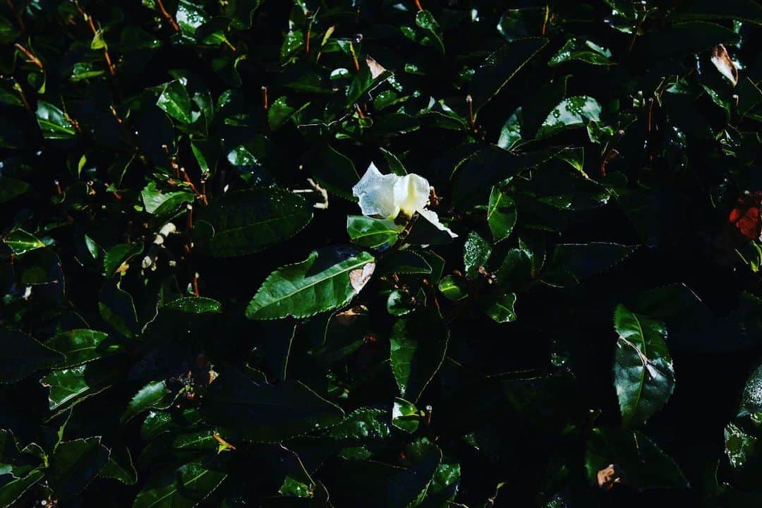 椎名直子のインスタグラム：「嬉野。  冬の茶の花  玉露  さわやかな  空と。」