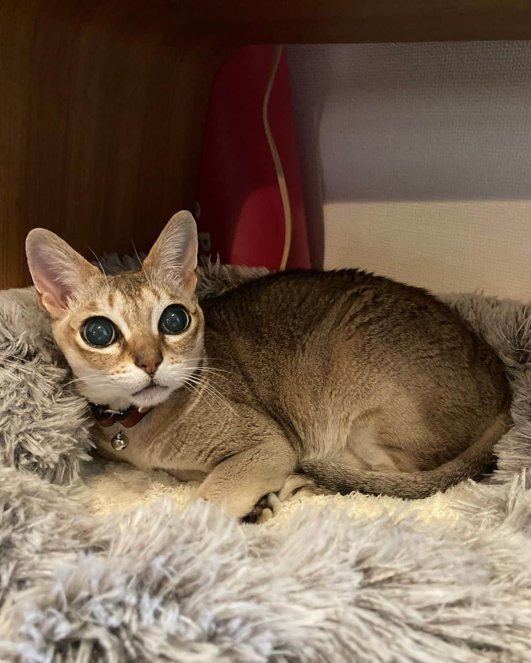 古谷恵さんのインスタグラム写真 - (古谷恵Instagram)「なぜか今期全然使ってくれなかった大豆用ホットカーペットと買った当初からずっと使われず無視されていたクッションを合体させたら猫は虜になった。 本格的に寒くなった今ほとんどの時間をここで過ごしてます。 大豆は元気です🐈 #cat#猫#singapuracat#シンガプーラ#大豆」12月3日 11時22分 - megumifuruya