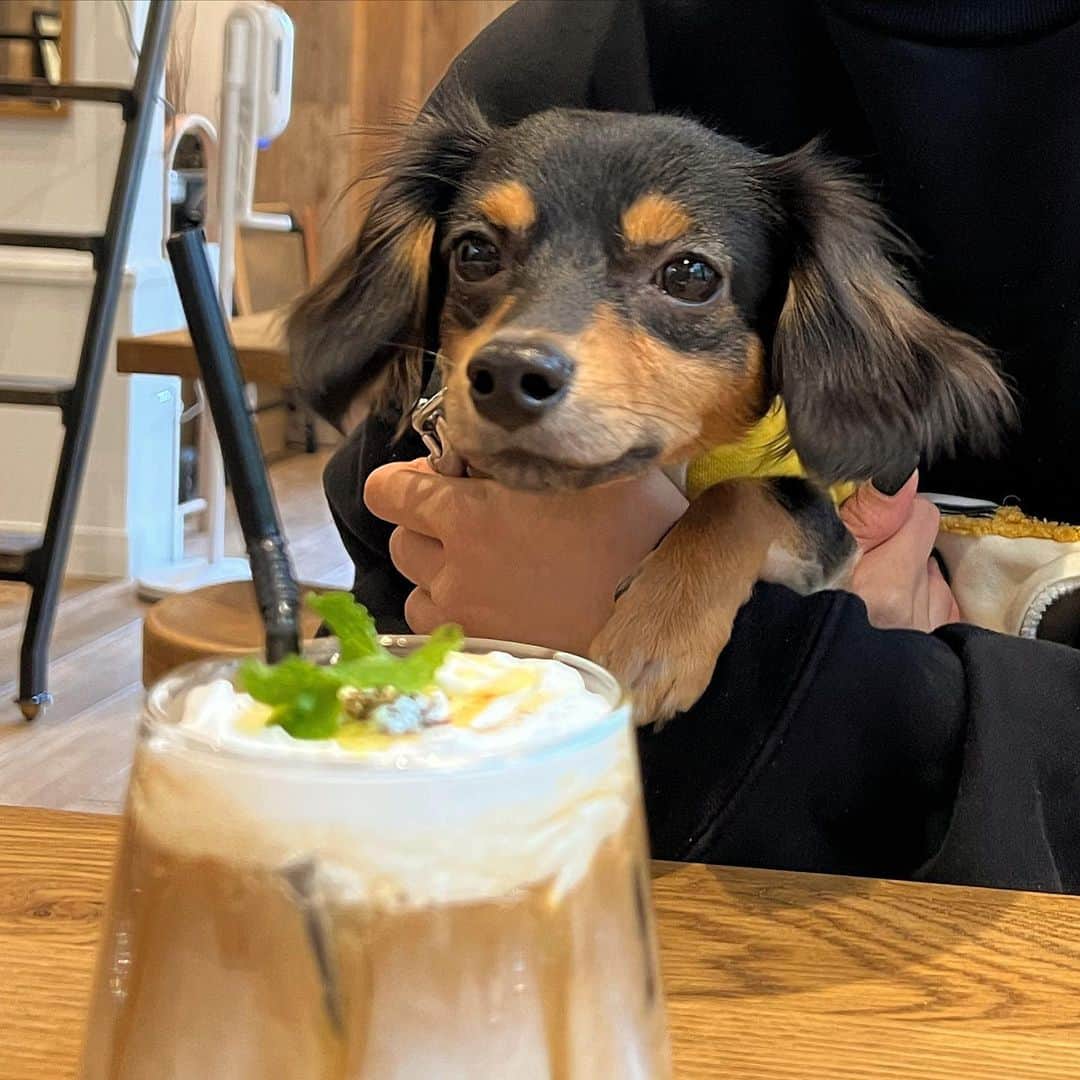 横⼭花奈のインスタグラム：「dayoff☕️🌿 わんこも一緒に行けるカフェ 本当にありがたい😢♡ コーヒーはもちろん美味しいし、ご飯も最高でした🤤  @beansgaragecoffee  #beansgaragecoffee  #愛犬のいる生活 #チワックスタグラム #チワックス」