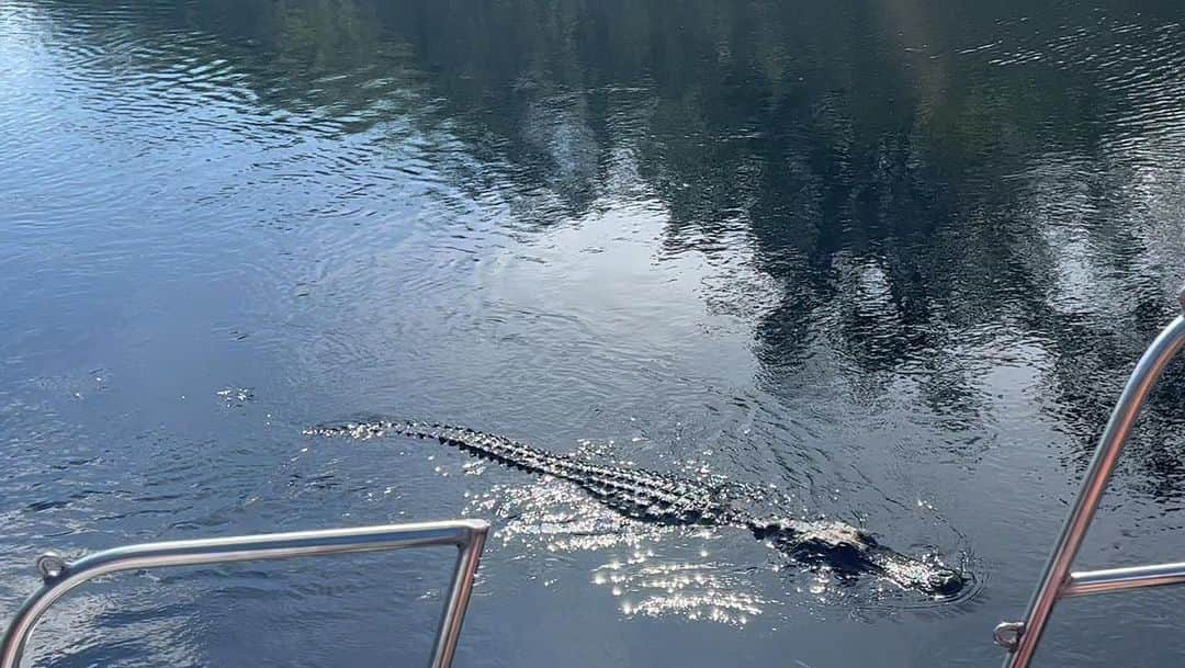 Kristina Bashamのインスタグラム：「Alligator in Miami Canal」