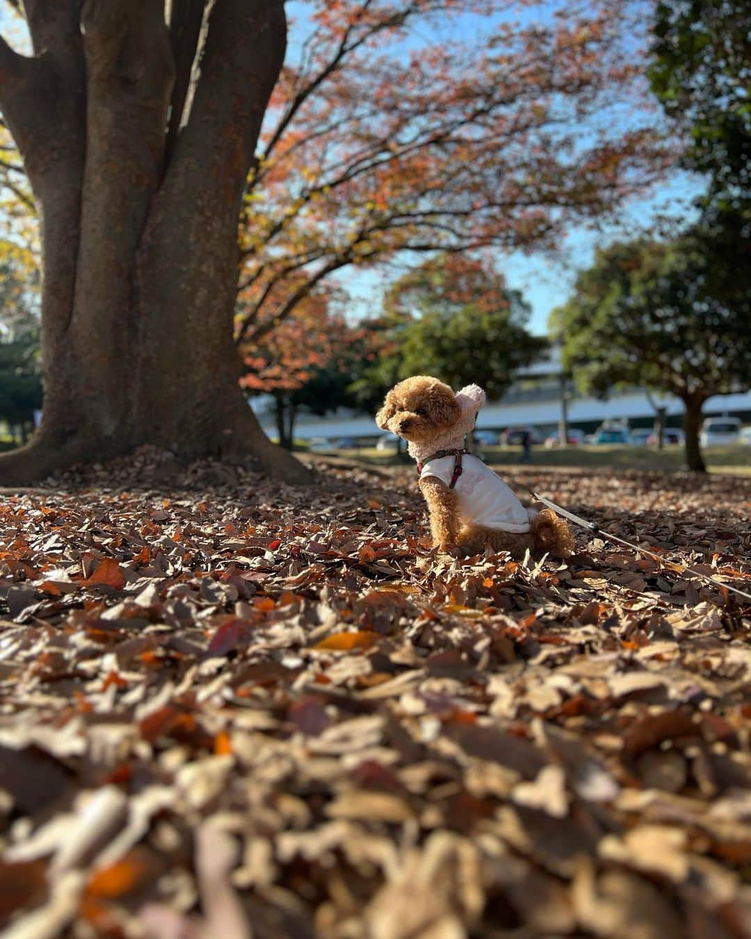 石崎剛さんのインスタグラム写真 - (石崎剛Instagram)「朝から元気にお散歩！  「キャッチボールエリア」と書かれた旗と発見！ 俺も参加しようかな笑  #dnaべイスターズ  #三渓園　#お散歩　#紅葉　#枯葉　#まるぷー」12月4日 9時47分 - tsuyoshi_0909