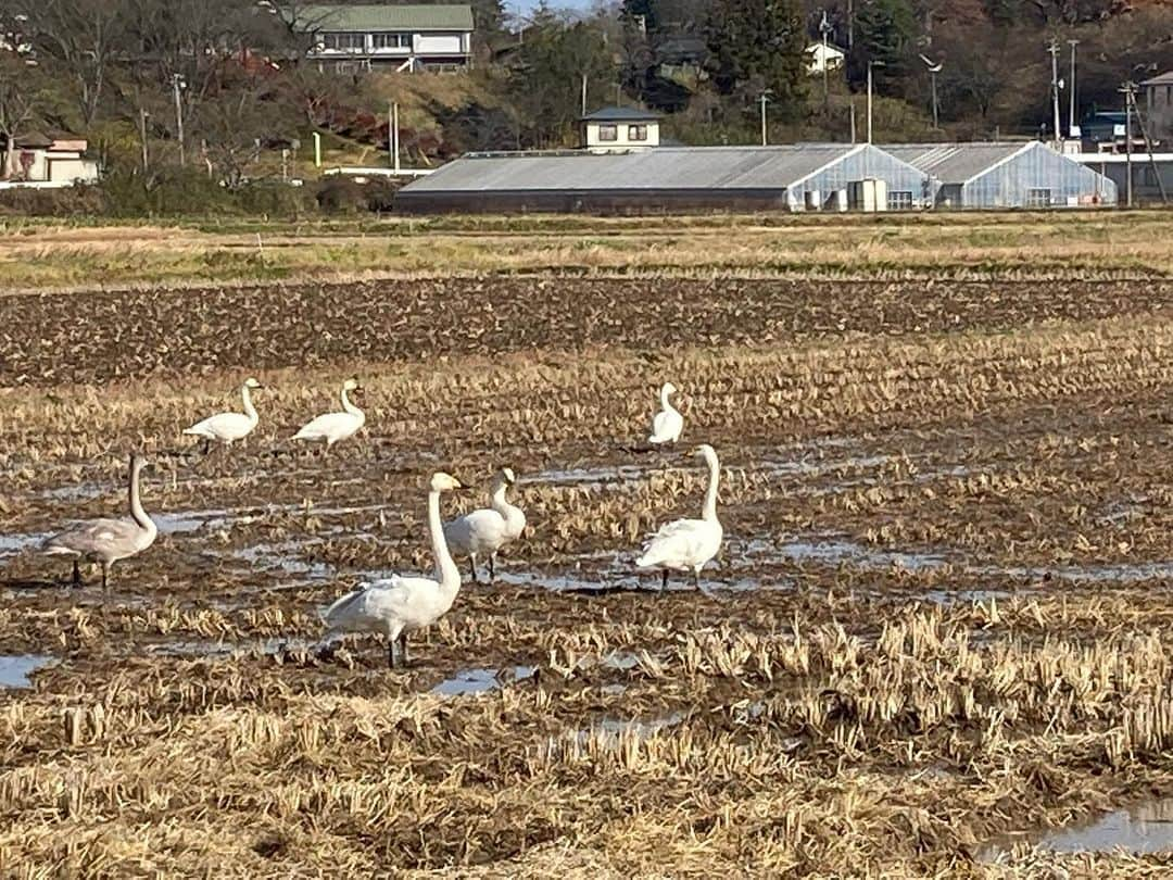 和田政宗さんのインスタグラム写真 - (和田政宗Instagram)「宮城県の田園地域では白鳥があちこちに🦢」12月4日 12時00分 - wadamasamune