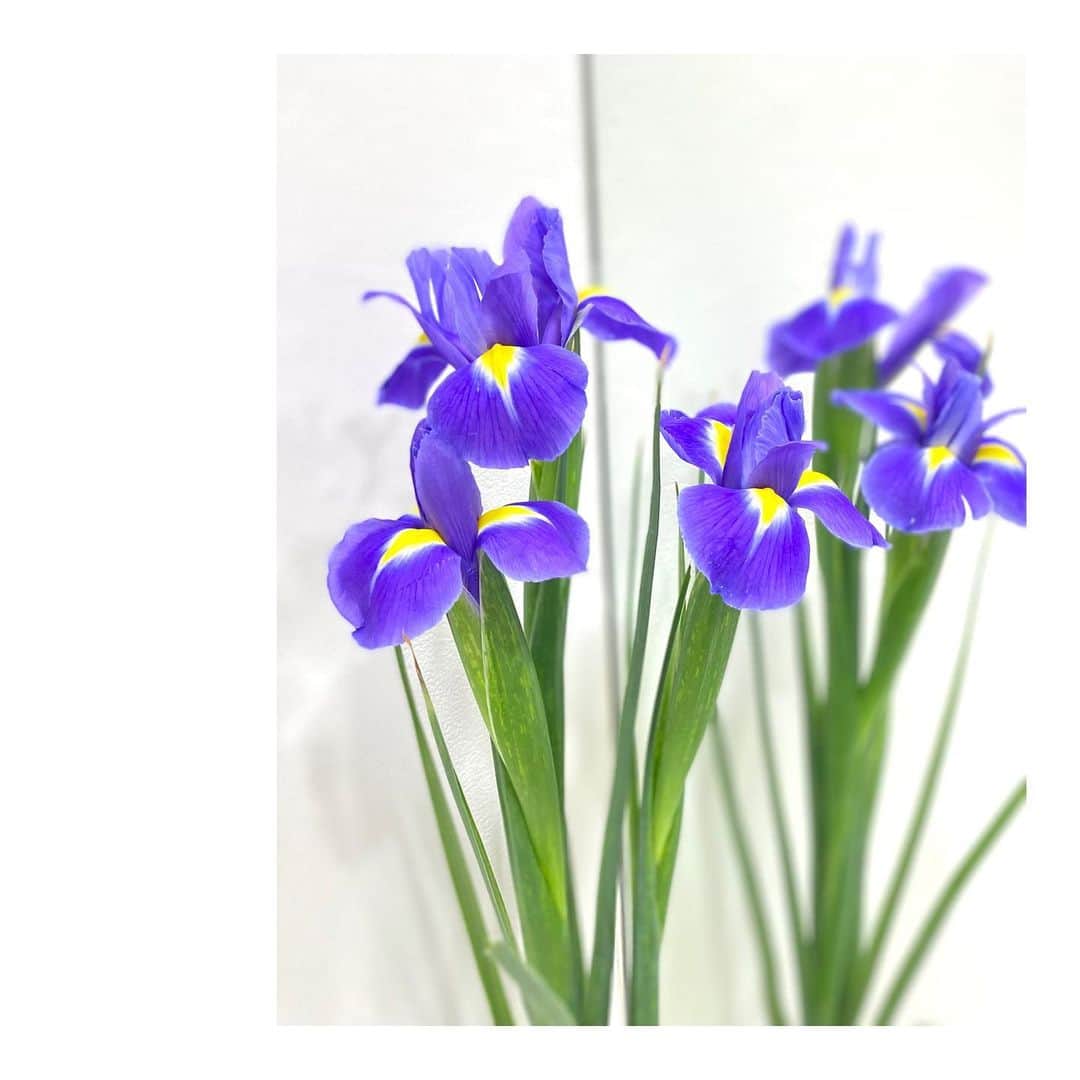 大島璃音さんのインスタグラム写真 - (大島璃音Instagram)「. 時期ではありませんが、 アイリスがお花屋さんに並んでいました🫧  美しすぎる色合い。 大好きなアイリスをお家でも楽しめるのが嬉しいです❤︎  #アイリス #ダッチアイリス  #お花のある暮らし」12月4日 16時19分 - rinon_ohshima