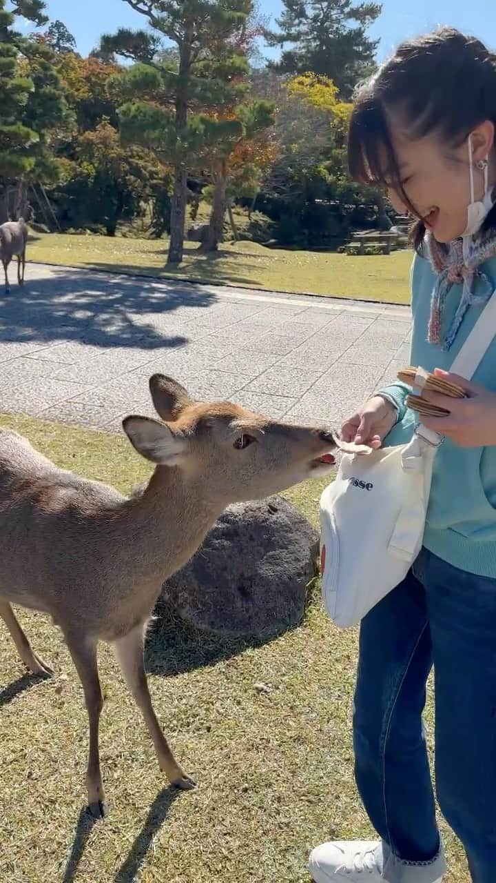 堀口日萌のインスタグラム：「deer😍😍😍若草山登った時のやつ🥦🥒🥬#japan #nara #narapark #deer #fyp #travel #03 #03line #03년생 #堀口日萌 #instagood #fashion #ralphlauren #girl #リール」