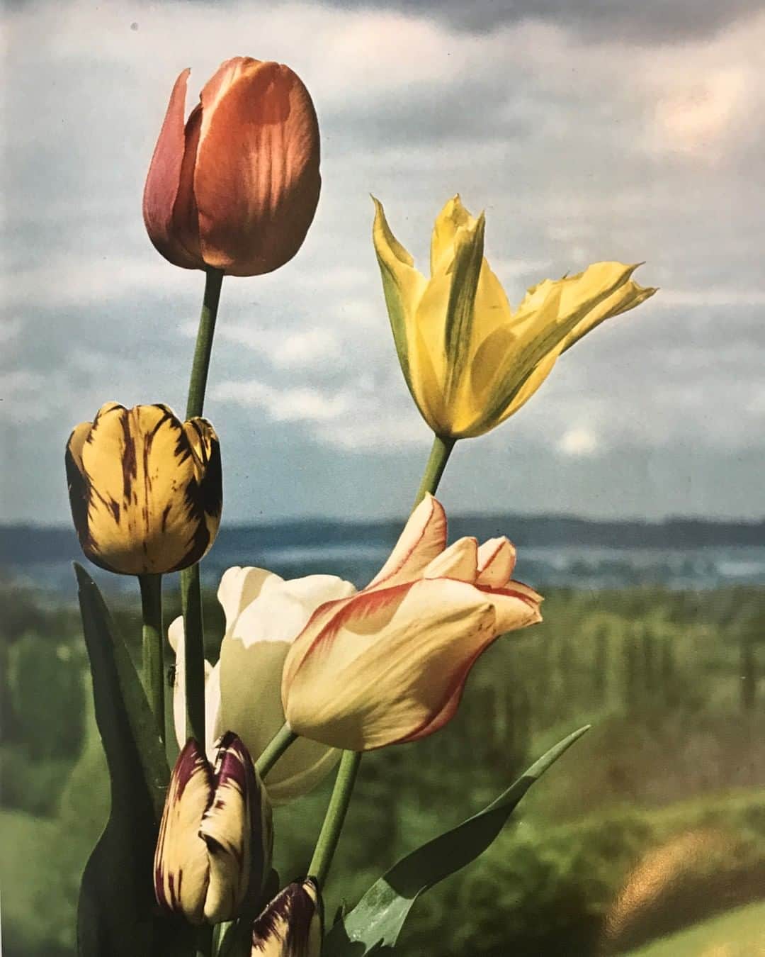 Paul Smithのインスタグラム：「Amsterdam has long been one of my favourite places to visit, not least because of the proliferation of tulips – one of my favourite flowers. It's also why I'm pleased to let you know that we've recently opened our very own new shop in the city which you'll find in the De 9 Straatjes. You can find out more over on my grown-up account @paulsmithdesign – but please do pop in to say hello if you're in the area.  #FromTheArchive #TakenByPaul」