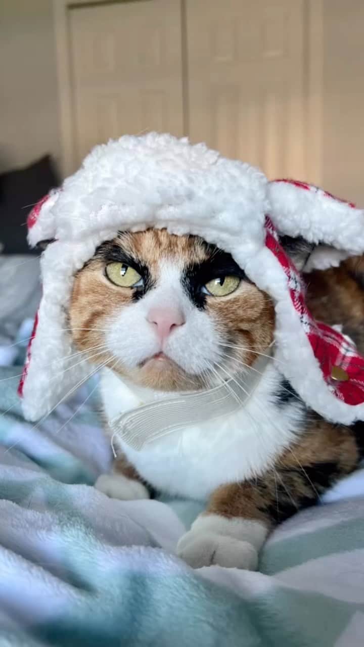 のインスタグラム：「I would disagree🧑🏻‍🎄🙄  #catsofinstagram #calicosofinstagram #christmas #fyp #holidayseason」