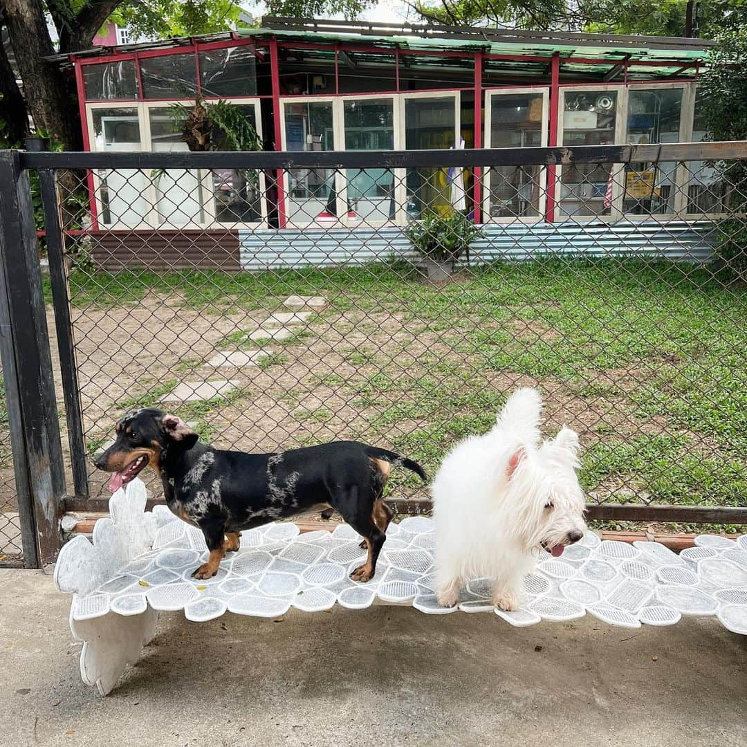 Hoykong&Plamuekさんのインスタグラム写真 - (Hoykong&PlamuekInstagram)「Incredible chair from @thaiwijit18 ❤️❤️   #summerdogpool #westiegram #dachshund #plamuek_westies #dogsofinstagram #doxielovers #kaugling」12月5日 16時59分 - hoykongplamuek