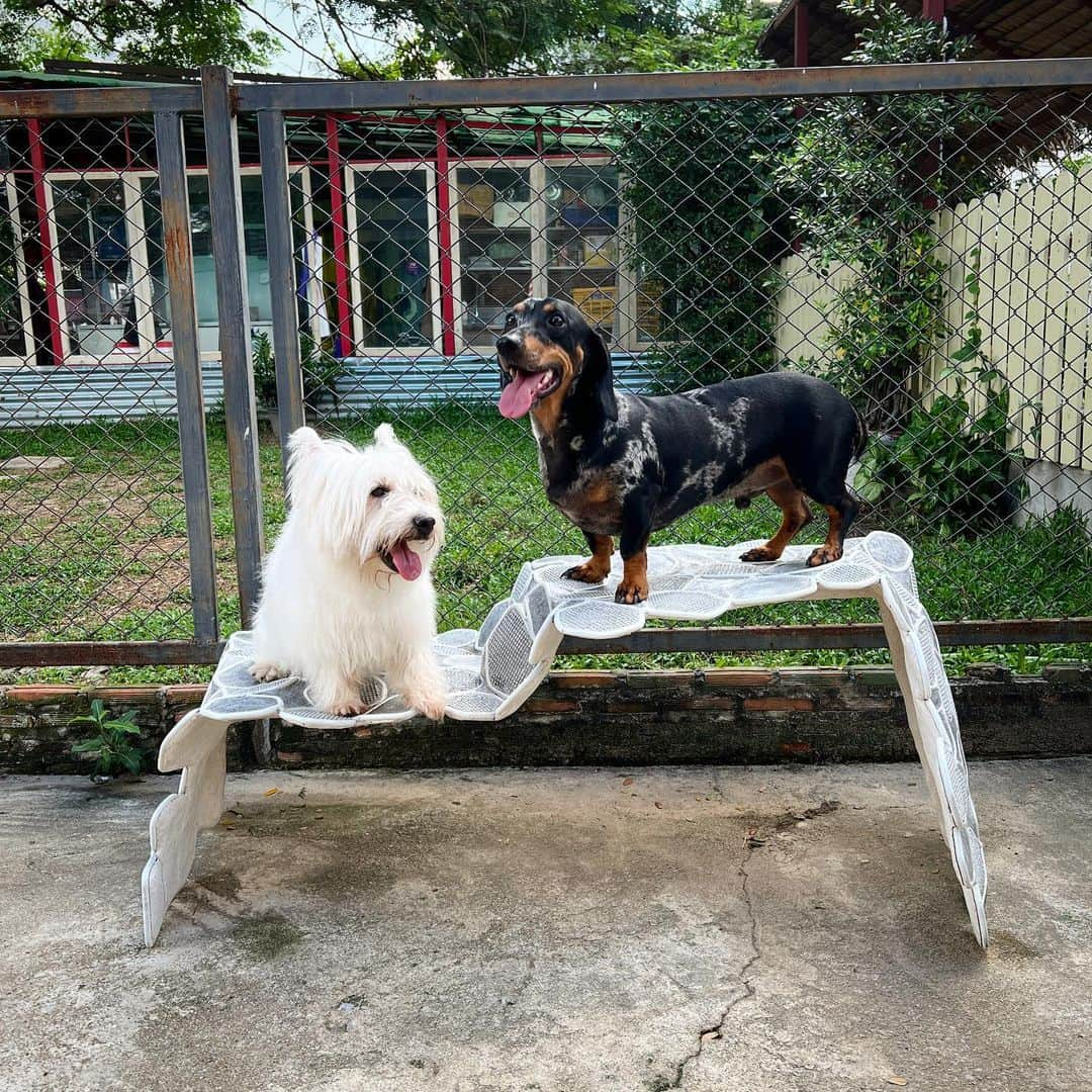 Hoykong&Plamuekのインスタグラム：「Incredible chair from @thaiwijit18 ❤️❤️   #summerdogpool #westiegram #dachshund #plamuek_westies #dogsofinstagram #doxielovers #kaugling」