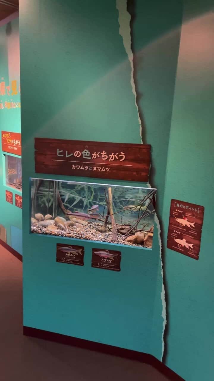 世界淡水魚園水族館 アクア・トト ぎふのインスタグラム：「インスタライブのご視聴、ありがとうございました。  この企画展のライブは今回で終了です。 企画展終了まであと1週間、ぜひご覧くださいね。  ※途中で電波が弱くなってしまい、映像が乱れました。ご迷惑をおかけいたしました。  #アクアトト #水族館 #aquarium #ココがちがうんです #企画展 #オアシスパーク #河川環境楽園」