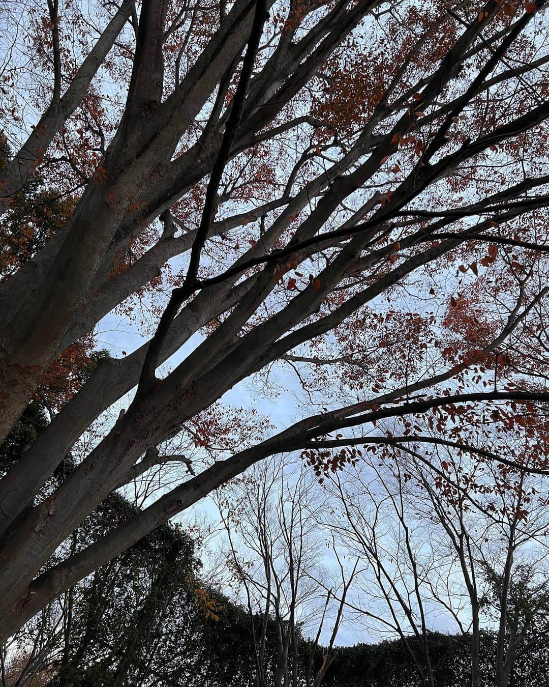 大神いずみさんのインスタグラム写真 - (大神いずみInstagram)「野球終わりの夕暮れ時。  …て(@_@)⁉️ 東京はまだ16時前。 どっぷり日が暮れたような景色なのにまだこんな時間！？ 早朝から車出して球場にずっといるからか、もう何日もここに寝泊まりしているような…やっと終わって時計見たらまだ早い時間だった❤️みたいな…  とにかくクタクタです😓  選手たちに監督コーチからお話をされている時、 ふと見上げた空と木の風景がコレ。  なんか、キレイだなぁ。 空気が冷たく澄んでいるせいかな。  いよいよ、 運命の決戦は今月末。 子供達の練習にも自然とチカラが入りすぎて、焦ってたり悩んだり… 無事にその日を迎えるまで、まだまだいろんなことはありそうです😓  一緒に頑張ってくよ‼️  そういえばこの球場は 長男の頃からよく来ていた球場。 いつか木の影でお当番していたら、パサっとバッグの中にデッカい青虫が降ってきたことがありました(´༎ຶོρ༎ຶོ`) みずみずしい新緑の葉が揺れる季節にもずっと野球を見守っていたなぁ、と… すっかりその葉が落ちてしまった木の枝を見て思い出したのでした。  今年もいろいろありましたけど…  『やっぱずっと野球だったじゃん😓』な一枚。  そういば今年はどーにも グリーンの色に目がいってしまうとゆーか😲  お洋服やネイルにも度々グリーンを身につけていたような気がするのです。  で、 たまたま自分がしたネイルと番組で用意していただいた衣装がピッタリ合うと思わず『ビンゴー！！』な気分になってしまう❤️  いい色ですね♪ 来年はどんな色に目がいくのかな〜  #週末を終えた後の月曜日の私は廃人 #この前まで半袖でTシャツで応援していたのに #いい色だからって全部グリーンにしたら、それはアオムシ #野球母 #ジャイアンツジュニア #frene #いいものプレミアム」12月5日 9時50分 - izumi_ogami