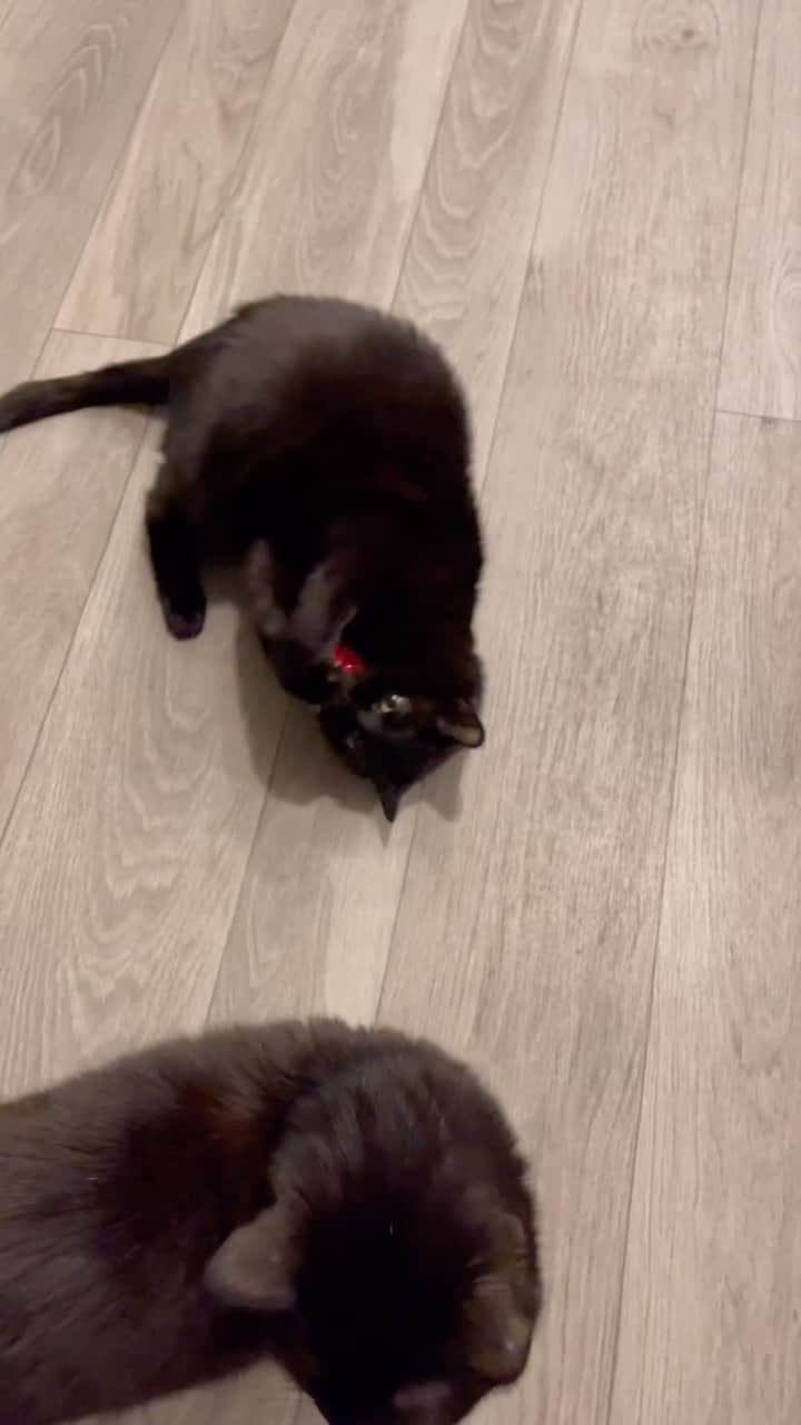 The Cats Of Instagramのインスタグラム：「Day 4 of our Kitty #AdventCalendar」