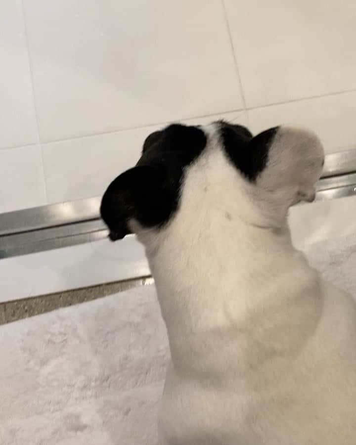 のインスタグラム：「今日もしっかりあったまったよ！  と、出かけてきます!  ネイルのメンテナンスへ。  ジーンズは#レッドカードデニム 、中に着たトップスは#uniqlo のニット、コートは#トモローランドbです 。  では行ってきます‼️  #フレンチブルドッグ  #安藤優子」