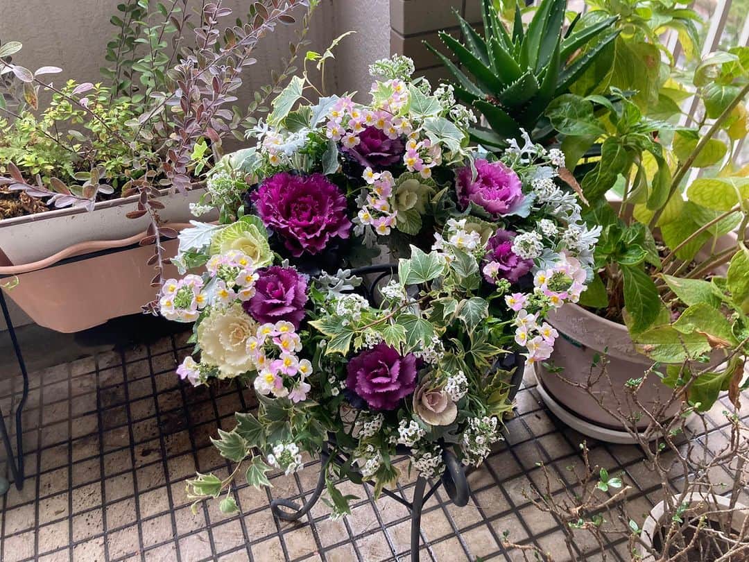 のインスタグラム：「2022.12.4  「葉牡丹リースのギャザリング」を #植田美穂 　さんに教えていただきました。お正月花の定番感のある葉牡丹ですが、今回、初めて、葉牡丹、可愛い💕と思いました😎 長く楽しめるのが「ギャザリング」の魅力です。こんなに沢山のポット、入りきらないでしょ❗️と思うのに、それが収まってしまうのも不思議。」