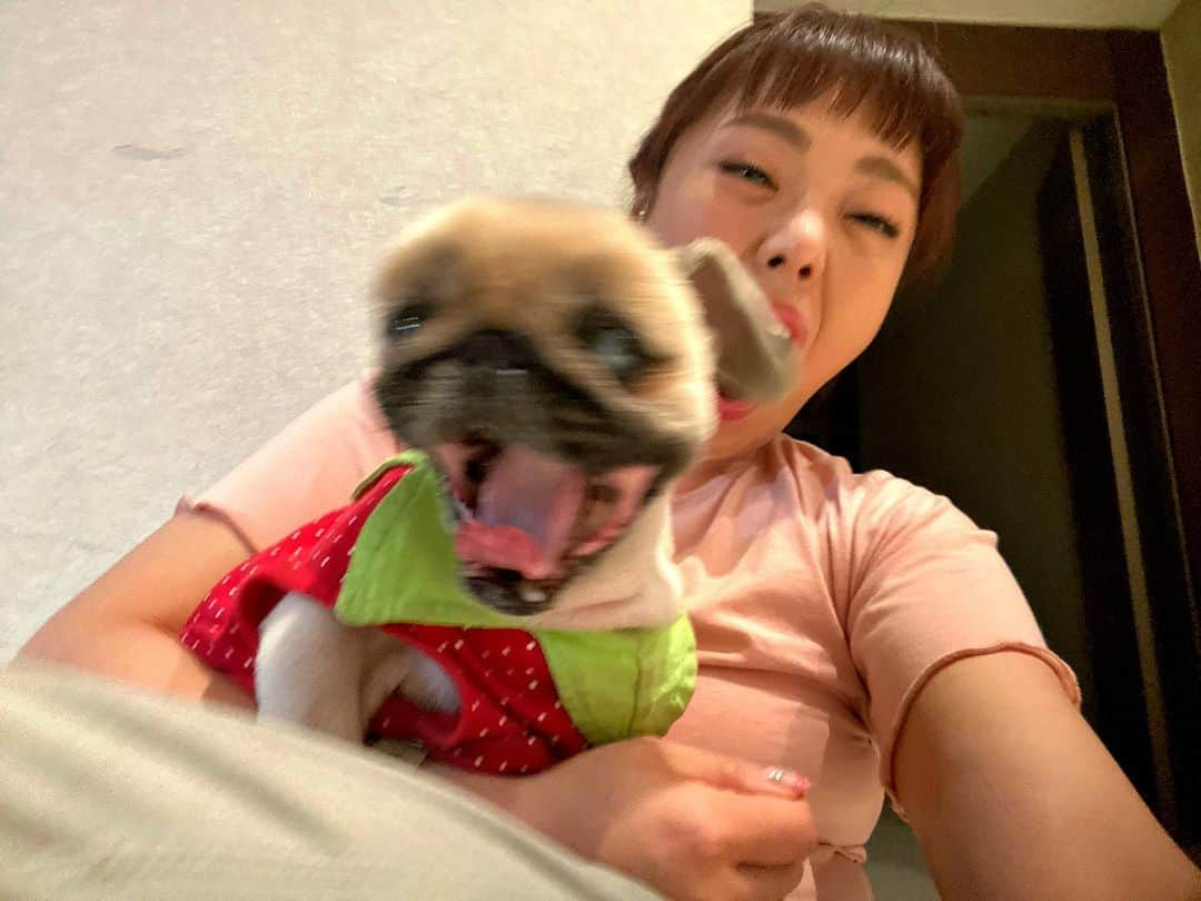 キム・ミニョンのインスタグラム：「Don’t worry I got your back honey🐶❣️ 엽사 좀 찍을 줄 아는거 같은 울 하니🤣🤣🤣 누가봐도 내새끼😚 #주전견전 #하니 #페키니즈 #BFF」