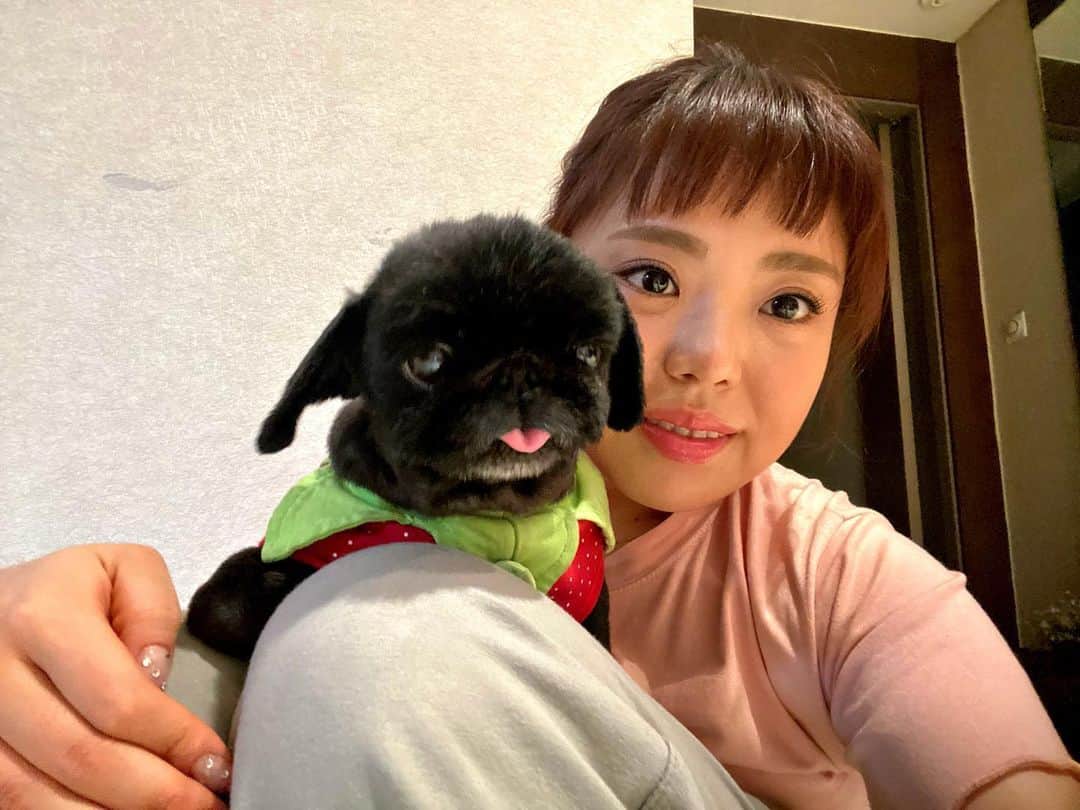 キム・ミニョンのインスタグラム：「You are the apple on my eye🐶❣️ 사진 좀 찍을 줄 아는 우리 시바곤쥬👑💖 누굴닮아 이케 애교가 많은건지☺️ #주전견전 #시바 #페키니즈 #BFF」