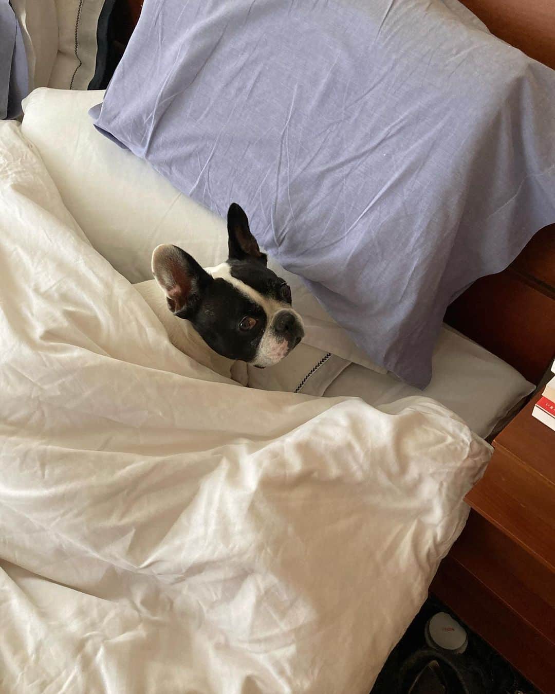 のインスタグラム：「今朝は眠いじよ と、 本日のシャチョーまかない（笑）  リンもサムライジャパンの死闘を見守ったので(寝ていてもうるさくて寝られない)、今朝は寒さもあってか全然ベッドから出てこない（笑）  今朝の東京は本当に冷たい雨、リンの寝坊はそのせいかも（笑）  しばらくぬくぬくしていました。  そして本日のシャチョーまかないランチ。  事務所スタッフ嬢と。  カニカマとネギの炒飯に、レトルトのフカヒレスープに具材マシマシ。  ご馳走さまでした。  お昼のニュースでまた森保ジャパンのインタビューやらの映像を見ていて、泣けてきました。  ホント！よくやった‼️  もう空港まで迎えに行きたいくらいです。  #フレンチブルドッグ  #安藤優子」