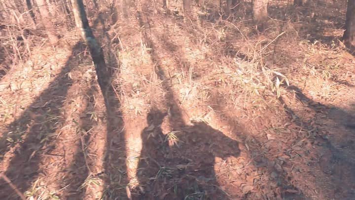 白澤貴子のインスタグラム：「Some deep breaths with horses.  骨折して約１ヶ月。 左足で指示が送れないので毎週のレッスンはできないけれど、駈歩くらいできるんじゃない？と、誰の許可も得られないまま思い切って八ヶ岳へ。  走ったりスキップしたりできない今は、馬に乗っているときだけが風を切れるとき。 少し冷えた空気を感じながら山を駆け上がるのが最高に気持ちよくて。  ゴープロを初めて腕につけてみたら、完全に向きを間違えて駈歩の時はほぼ地面。 でも意図せず撮れたその影が、乗っている時には目に入らなかった美しく新鮮な景色を教えてくれてなんだかまた心に沁みる。  なんて豊かな時間なんだろう。 もし叶うのなら、起きてすぐ自分の馬に跨って散歩に出かけ、その日1番気持ちの良さそうな芝生を見つけてそこに座り、珈琲片手に朝の空気を胸の奥底までいっぱいに吸い込んで隅々まで行き渡らせたら家に戻る、そんな毎日を人生で一度は経験したい。 なんて妄想してみたり。  この日はサロンVestiaireのジェラントたちとのお出かけを夕方に控えていたのでお昼過ぎまで滞在の弾丸だったけれど、無理矢理にでも行って本当に良かった。  そしてなぜかこの直後から足が治った気がしてる。 骨折用のサンダルを履かずにこの数日過ごしてます。  頭を抱えながらスケジュールと睨めっこする12月に、なんとか平常心を保っていられるのも乗馬があるおかげ。  馬の力は偉大。 いつも私を掬い上げてくれてありがとう。  #全治は３ヶ月と訂正されたばかり #白澤骨折ライフ #白澤と外乗 #_tahco_et_cheval」