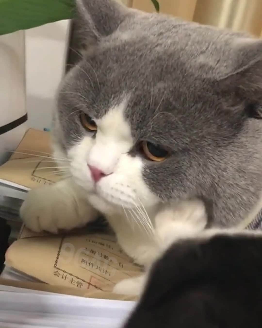 Aww Clubのインスタグラム