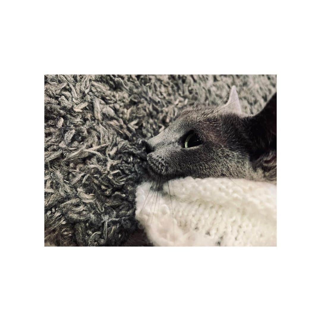 のインスタグラム：「いつも応援してくださる皆様、 今年も本当にありがとうございました！🙇🏻‍♀️✨  お身体にはお気をつけて、 良いお年をお迎えくださいませ！☺️✨✨  写真は途中で編むのに飽きてしまい、 棒針から引っこ抜いた猫のセーターと猫です😃  #今年 #来年」