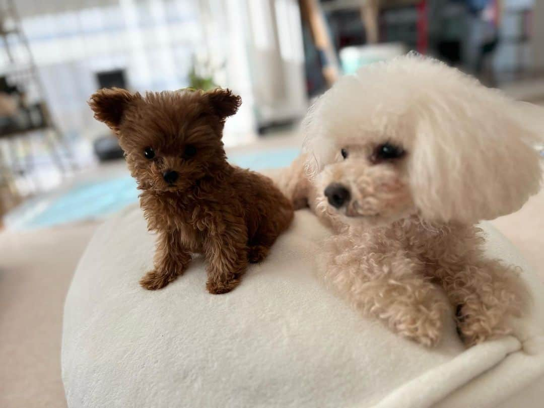 Dog's Life PANNAさんのインスタグラム写真 - (Dog's Life PANNAInstagram)「本年もありがとうございました🙇‍♀️ 皆さま良いお年お迎えくださいませ✨☺️  15年前に素敵な飼い主さまにお渡しをし里帰り中のくまこちゃんと🎀本日巣立っていったパピーちゃん💕  #最近の可愛いお写真でご挨拶💛☺️ #2022大晦日 #2023年もどうぞよろしくね #panna」12月31日 17時25分 - panna0313