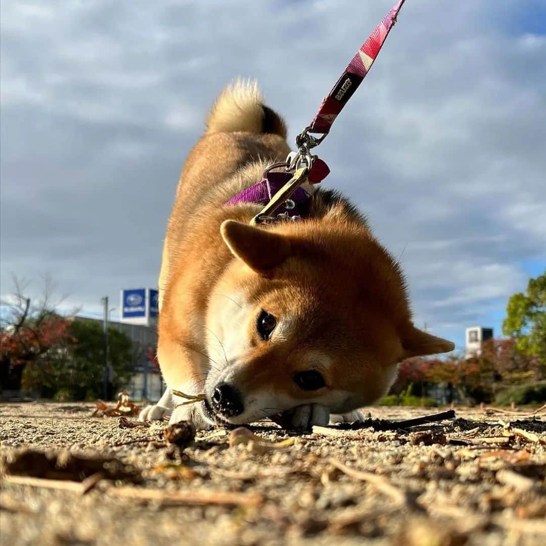 ライオン商事株式会社のインスタグラム：「#犬の歯みがき始めます宣言 たくさんのご応募ありがとうございました！⁡ ⁡ すでに当選連絡を送らせて頂いた方は当選しております。⁡ ⁡⁡ ⁡現在、当選連絡は順次行っておりますが、年末年始のため、新規のご連絡は1月5日(木)以降になります。⁡⁡⁡  もうしばらくお待ち下さいませ🐶🪥✨  2022年も今日が最終日😲 みなさん、年末の大掃除は終えられましたか？ 家中、ピカピカ✨️にして新しい年を迎えたいですね 良い新年をお迎えください🌅  こちらはお散歩中に木と格闘中の柴犬のゆきちゃんです🐶 来年も元気でいい年になりますように✨  @y.u.k.i_0310さん かわいいお写真ありがとうございました！  #柴犬 #いぬのいる暮らし #犬好きさんと繋がりたい #柴犬好きさんと繋がりたい #愛犬 #いぬ #いぬバカ部#いぬら部 #いぬ部 #わんこ #いぬ #いぬすたぐらむ #年末年始 #大晦日 #2022 #instadog #ilovemydog #ilovedog #dogstagram #dogsofinstagram #doglife #mydogiscutest #todayswanko #doglover  #lionpetdog #lion #ライオンペット @lion_pet_dog」