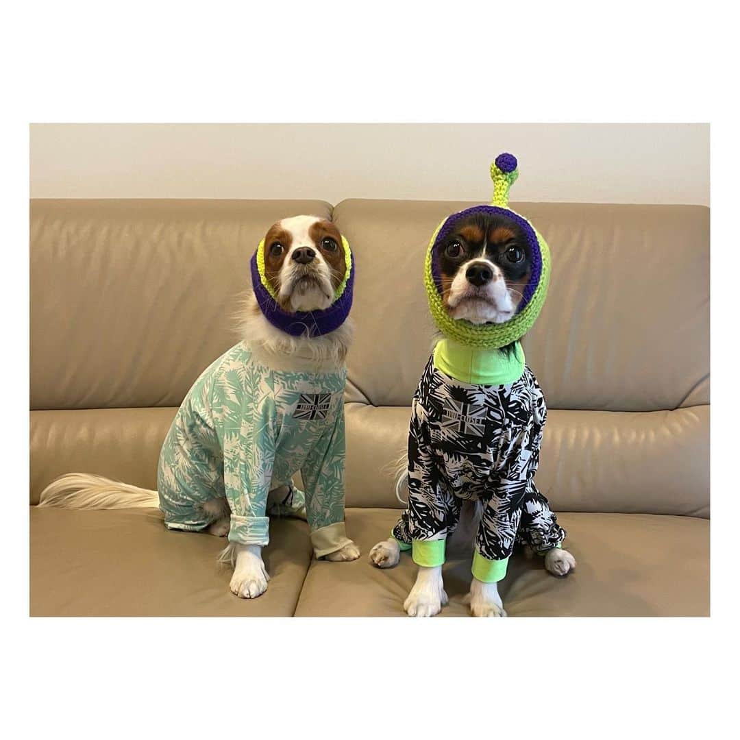 のインスタグラム：「@inu_closet さんでようやく先日購入した キャバスーツと宇宙犬スヌードで記念撮影📸 せっかくなので家族写真も🐶💛💚 やっぱりなかなか落ち着かなくて 2匹揃っておすわりだけでも一苦労😂 そしてふゆ太のバカ殿様感がすごい、、笑笑  今年もお世話になりありがとうございました。 2023年も宜しくお願い致します🤲  #2022年終わり  #本厄終わり後厄 #良いお年をお迎えください」