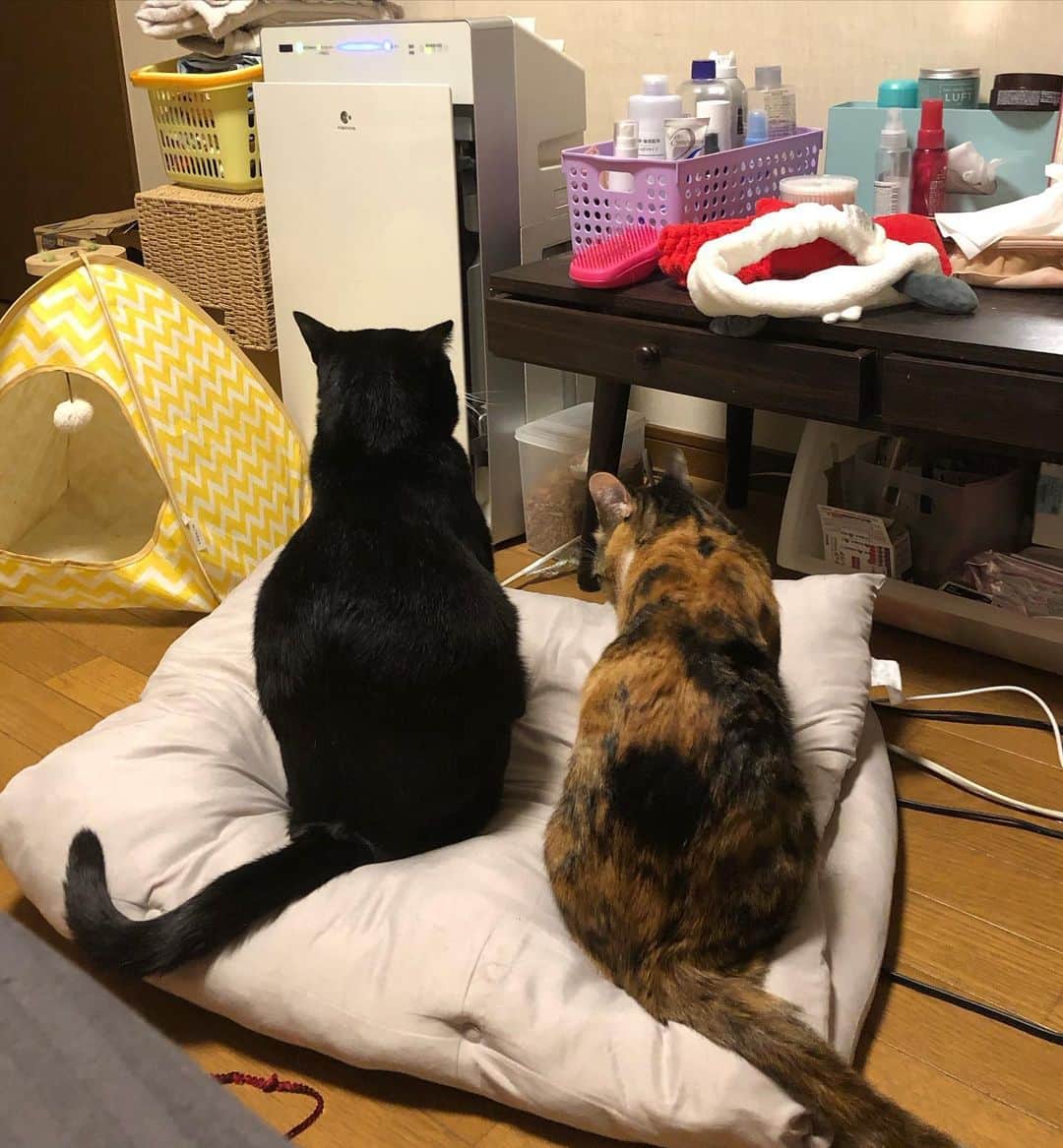 ゆうりたん（元 芹沢ゆうり）のインスタグラム：「. 2022.12.20に携帯をぶっ壊し写真がないのが悔やまれるのですが最高の思い出をまたゼロから作っていきます✌️ 2023年もちぃとちゃあとラッキーとにゃあとゆうりをよろしくお願いします 切実に男をください。」