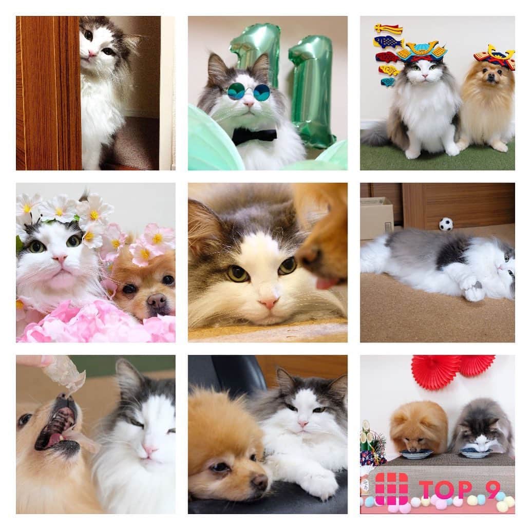 Hanaのインスタグラム：「#best9 やってみたら お姉のソロ写真が ランクインしてなかった  衝撃的な年末  可愛いのに#ポメラニアン キュートなのに#pomeranian  どんまい  #ノルウェージャンフォレストキャット  #norweiganforestcat#dog#dogsofinstagram#cat#catsofinstagram#japan#犬と猫#dogs#cats」