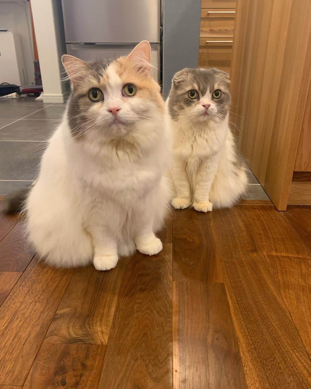 こま♔そらのインスタグラム：「こまそら koma&sora🐾 2022.12.31 . ベストナインができないからツーショット寄せ集め😂 . 2022年 いつになく早く感じた年でした💦 1年間ありがとうございました❤️ . . 2023年もよろしくお願いします🙇🏻‍♀️. . みなさま良いお年をお迎えくださいませ😊 . .  #スコティッシュフォールド #こまそら　 #scottishfold#neko#cute#cat#ねこ#猫 #ネコ#meow #catstagram#catsofinstagram #instagram #cats_of_instagram #kitty  #もふもふ #kawaii #adorable #fllufycat #bestmeow #bestcats_oftheworld」