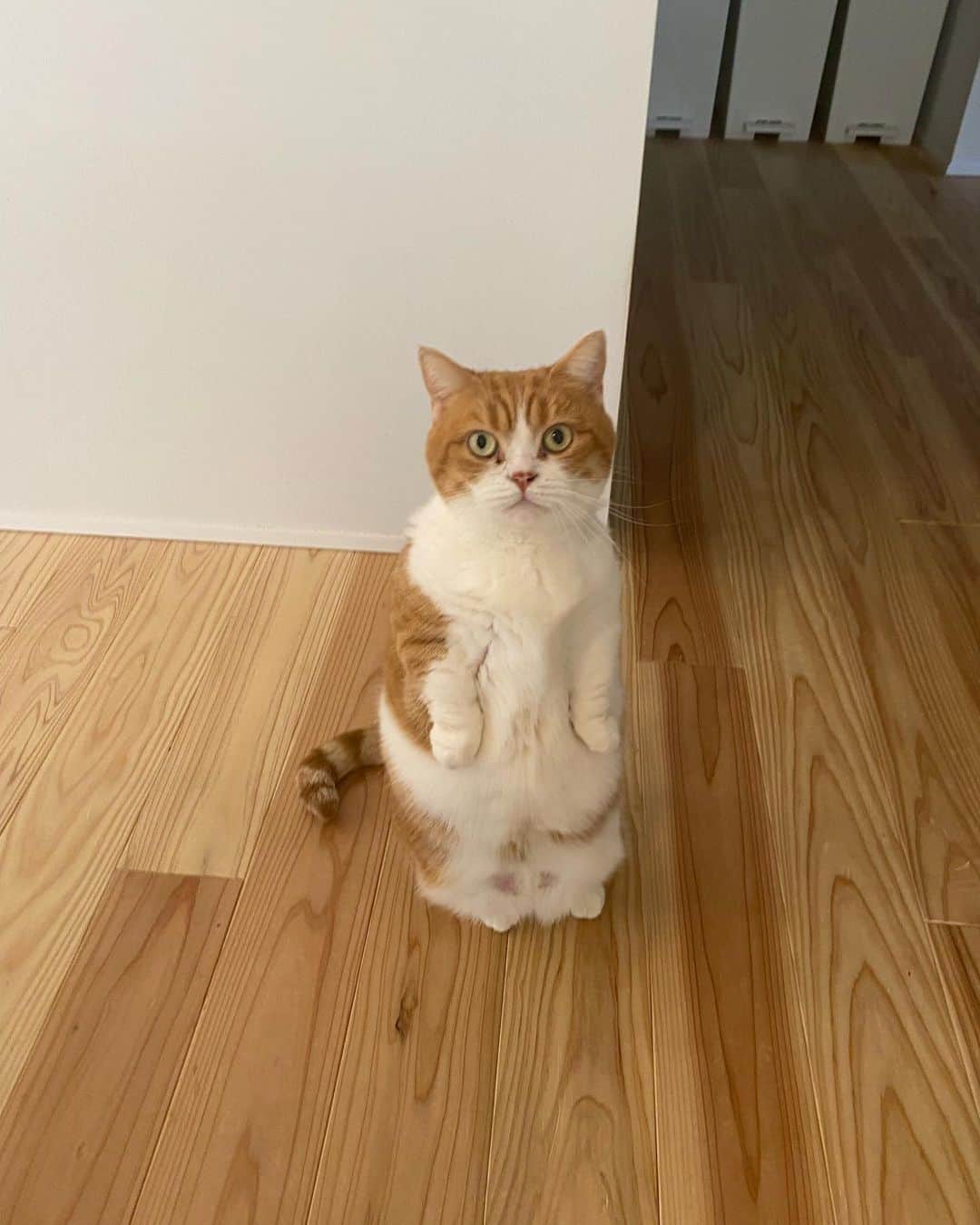 ひよりのインスタグラム：「2022年ありがとうございました🐱🐱🐱 良いお年をお迎えください🎍」