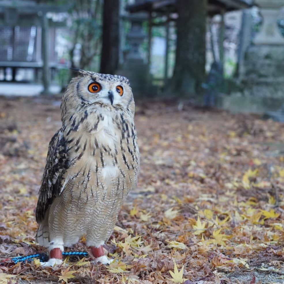 GEN3 Owlのインスタグラム：「2022年、ありがとうございました。 @genz64  Thank you for 2022 years.  #owl #owlgaru #フクロウ」