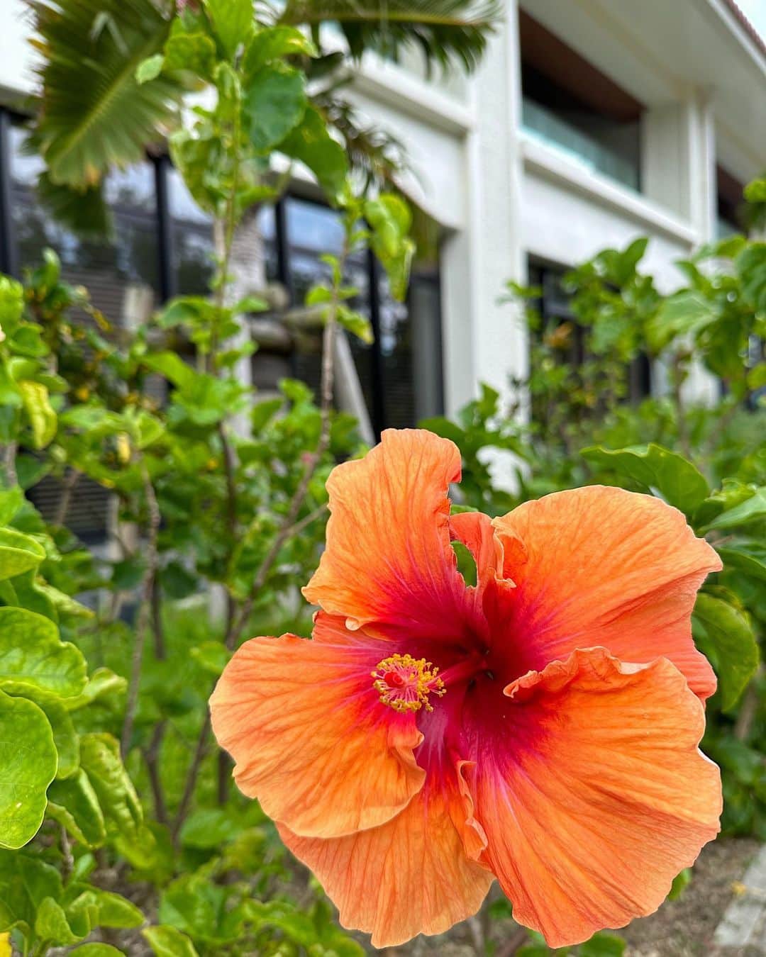 飯坂采子さんのインスタグラム写真 - (飯坂采子Instagram)「今年、最後の投稿は沖縄の綺麗な海と空で🐚🍃⠀ ⠀ 2日目の朝に @fusaki_ishigaki 内をお散歩♡1日目のサンセットも綺麗だったんだけど朝の青く澄んだ海も綺麗すぎました🥺！お散歩しているとハイビスカスを発見して南国気分が増したり🌺夜になって雰囲気がガラッと変わるところも素敵な思い出に。⠀ ⠀ 2日目のコーデ☁️⠀ onepiece : @hm⠀ tops : @cocodeal_official⠀ shoes : @slobeiena @malvados⠀ ⠀ 海と砂浜に映えるホワイト×ブルーのコーデ🧺ワンピの中は水着スタイルで。ビーチサンダルは、スローブイエナにふらっとよってみたときに、、、マルバドスのもので見つけて久しぶりに旅行前に買い足ししたものでした〰️⠀ ⠀ ちょっと早いけれど、、、今年も一年ありがとうございました🤍。当たり前の日常が当たり前じゃないと改めて実感できる年で幸せを噛み締める一年でした！そして、新たなゲームという趣味も加速して好きなVtuberができたりゲームのPOPUPに足を運んだり、お陰で旅行が減ったなかでも楽しい一年を過ごせたなっと💭趣味からゲーミングPCを購入するという一歩踏みだすことにもなり、PCがお家にあるということで、来年は動画にも挑戦する年にしたいなって思ってます🥰ゲームなのかメイクなのか美容なのか内容は決まってないけれど時間をとれる限りゆっくり進められたらと思ってます！⠀ ⠀ Thanks for 2022。。♥️⠀ ⠀ #okinawa#ishigakijima#fusakibeachresort#1004#HMxME#handm#cocodeal#slobeiena#malvados#沖縄#石垣島#フサキビーチリゾート#エイチアンドエム#ココディール#スローブイエナ#マルバドス#150cm#150cmコーデ#Sサイズコーデ#低身長コーデ#あや_ふく#あや_日記」12月31日 21時36分 - ayamini316