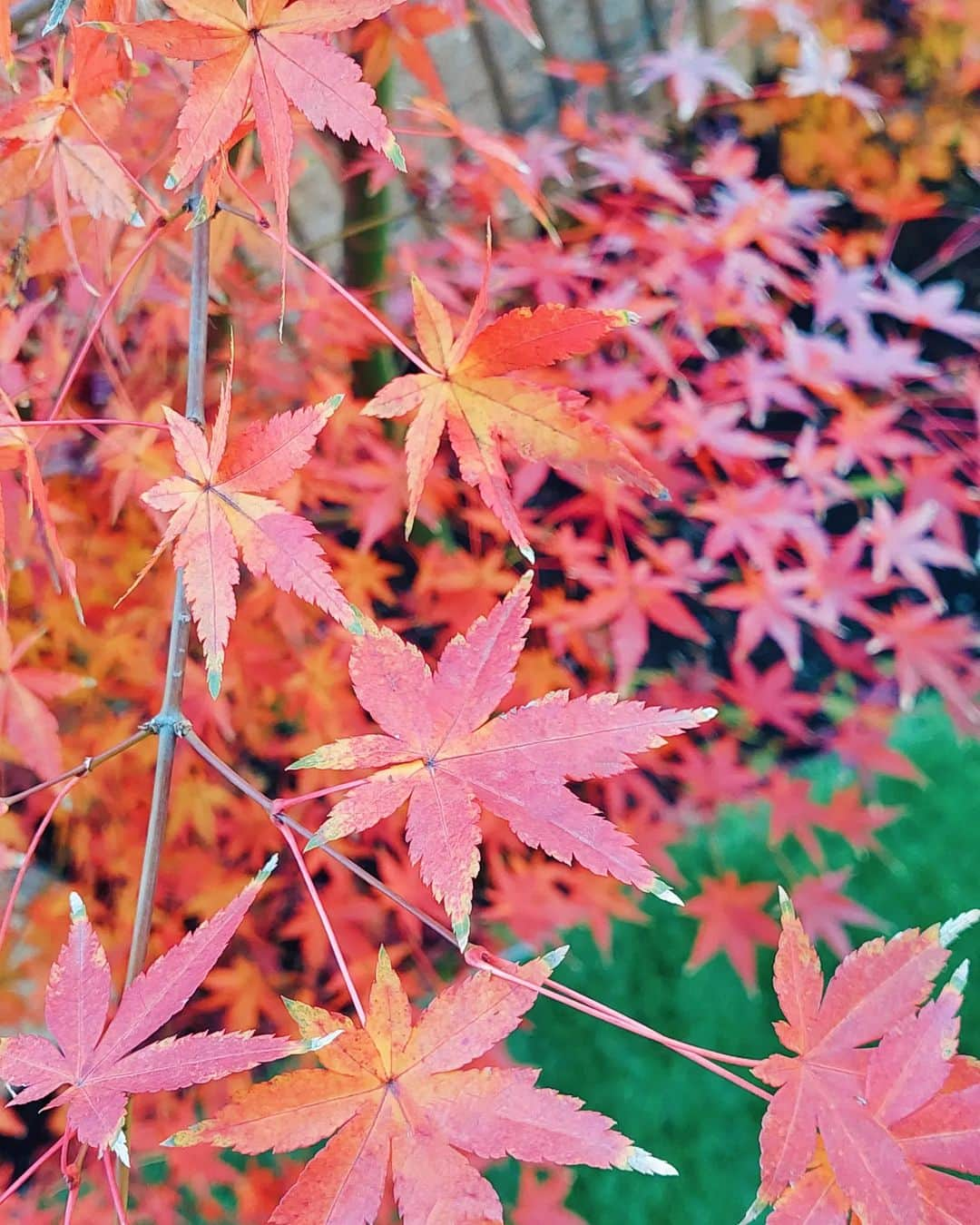 天霧真世さんのインスタグラム写真 - (天霧真世Instagram)「【The last greeting in 2022 🎊】 · 今年は『おうちごはん』を中心に投稿しました🏠🍴⁡ ⁡最後の写真は、飾りとして何度か登場していた我が家のもみじです🍁🍁🍁⁡ ⁡今はとってもキレイに赤く紅葉しています😊✨⁡ ⁡·⁡⁡ いつもいいね！ボタンを押してくださる皆様、そして心温まるコメントをくださいました皆様、本当にありがとうございました✨✨⁡⁡ ⁡·⁡ ⁡· ⁡また来年も新たな挑戦の年にしていけたらと思います💐⁡ 今年も一年、ありがとうございました✨⁡ ⁡来年もどうぞ宜しくお願い致します🌸 · · それでは皆様 良いお年をお迎えくださいませ🍀 · · #2022年#年末のご挨拶#感謝 #happy#thanks · · 🌈@mayomayo.com_ 💎@mayosacise.official ✏@mayo_paint ·」12月31日 21時51分 - mayomayo.com_