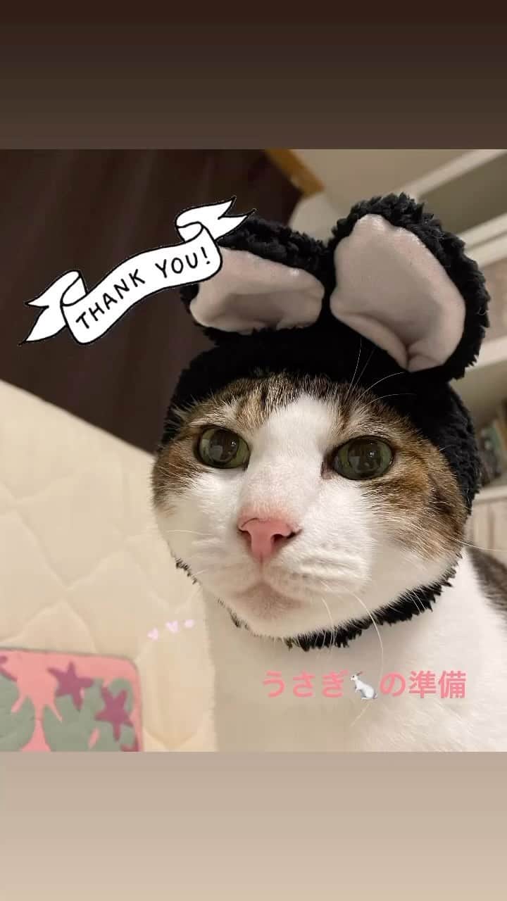 クマ・マロン・モモのインスタグラム：「うさぎになる準備をするマロン🐇  2022年は、MOMOちゃんの手術やら色々と悩む事が多く、とてもしんどい一年でした…😔 やっと、ずっと解けなかった事で気づけたこともあり、年末に少し楽になれた気がします。 今日も仕事で、お正月も普通に仕事しないとなので、年越し感が無いですが…😅 マロンにうさぎの被り物を被せて、気分を盛り上げてみました😆」