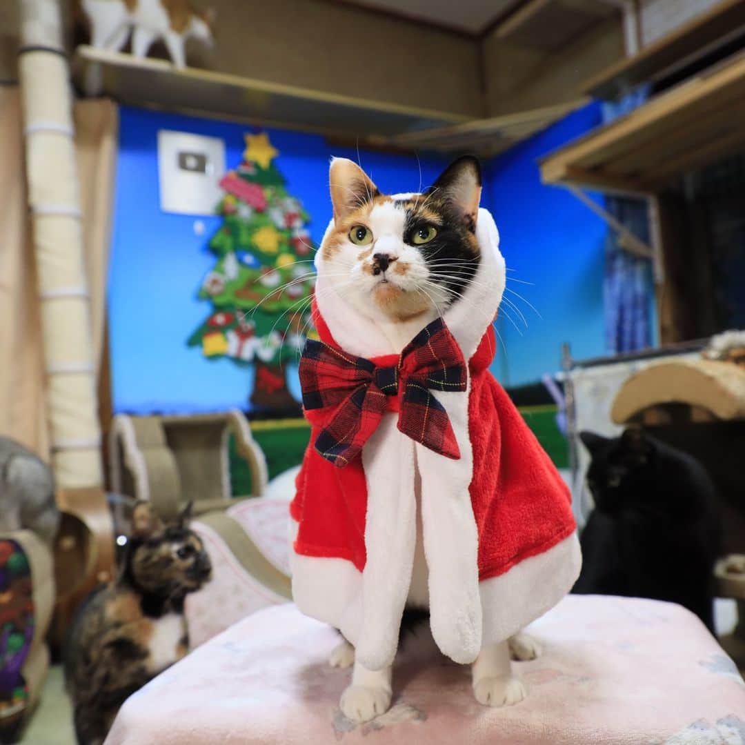 Miaouのインスタグラム：「クリスマス、いつもケーキが余るので、1個と鳥の丸焼き 私がワインボトル片手に鳥を切り分けながら結構食べたが猫たちも食べてたが少し残った。  #猫部屋　#miaou 　#みゃうの猫部屋」