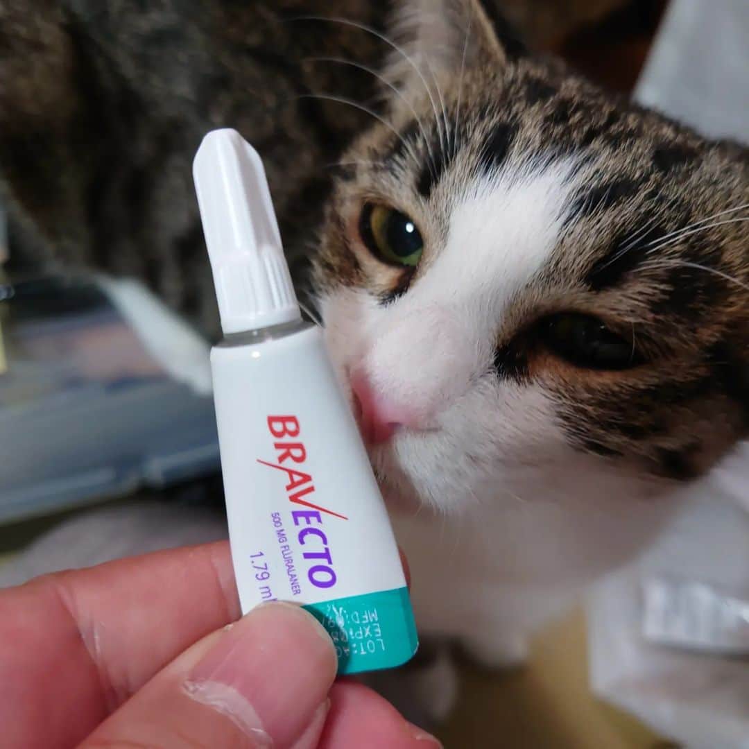 Miaouのインスタグラム：「大晦日、ノミ、ダニ、耳ダニに効くブラベストを全頭に塗布。 これで３か月は大丈夫。 つぎは来年の春。  #猫部屋　#miaou #みゃうの猫部屋」