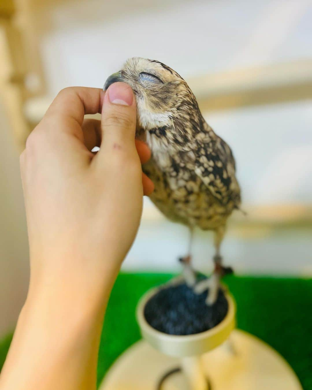 萩谷慧悟のインスタグラム：「あけおめフィーロ🦉  皆様も2023年よろしくお願いします🐇」