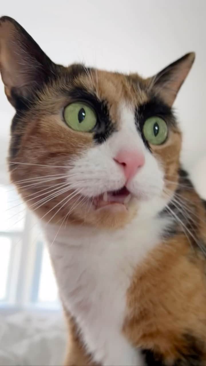 のインスタグラム：「2022 was great! I went to the beach, rode in the car, had a few vet visits 😾 and lots of cat naps! Here’s to a happy and healthy 2023!💚  #2022 #newyear #newyearseve #2022cats #fyp #calicocats」