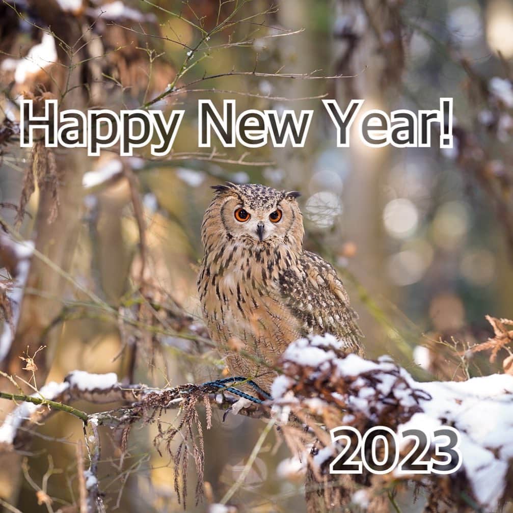 GEN3 Owlのインスタグラム：「明けましておめでとうございます！ 今年も一年よろしくお願いします✨ @genz64  Happy new year! Best regards this year!✨  #owl #owlgaru #フクロウ #happynewyear2023」