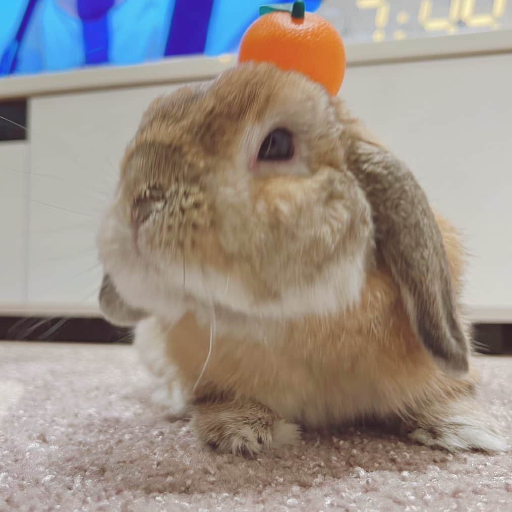 来栖りんのインスタグラム：「明けましておめでとうございます🐰 麦の年だね！ 今年も宜しくお願い致します。」