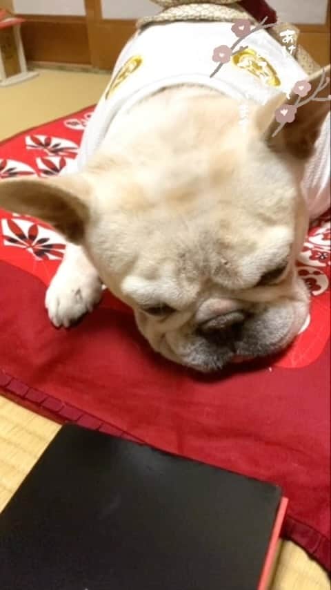 テレビ東京「どうぶつピース‼︎」のインスタグラム：「#happynewyear #2023 #dog #doginstagram #frenchbulldog #bulldoglove #japanesekimono #kimonodog #japanesefood #osechi  @dogdelifactory」