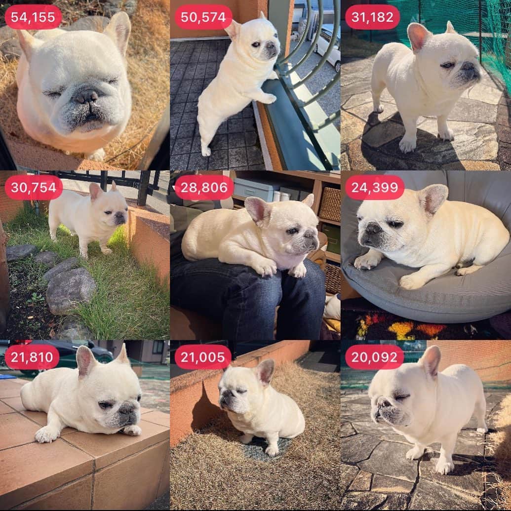 タニム（マーブル母）のインスタグラム：「* 2022年もたくさんのいいね！♥️&コメント 本当にありがとうございました🐷✨😭🙏 2023年もマイペースなマーブル家を どうぞよろしくお願いします🎍💕  #マーブルへのコメント #いつも嬉しく読んでます #お返事できず #すみません🙇‍♀️ #私のアモーレ🐷❤️  #元日も元気です」