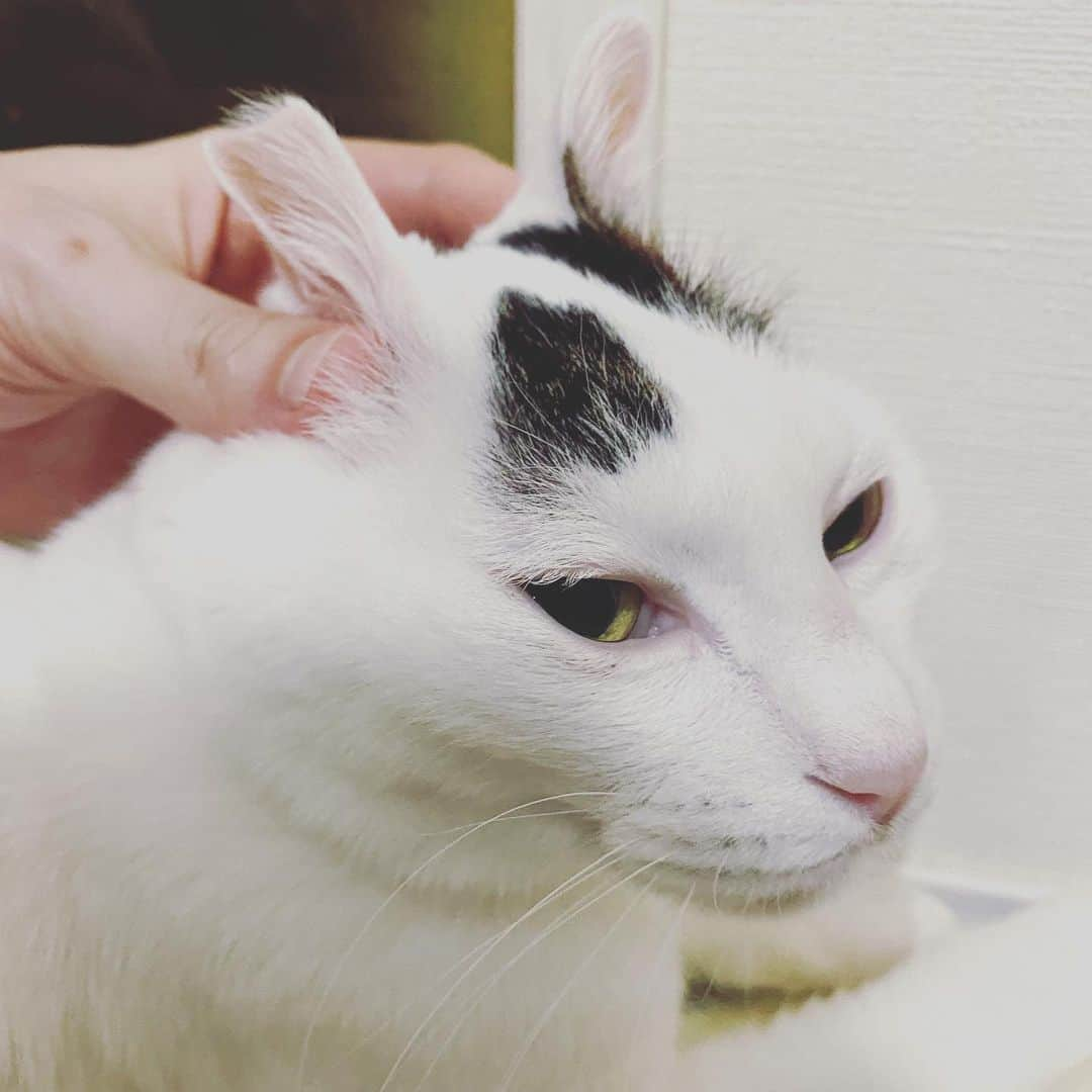 Siznaさんのインスタグラム写真 - (SiznaInstagram)「#dura #cat #づら #猫 #sizna #雑種 #元地域猫 #ヅラ #ヅラ猫 #ヅラ猫部 #にゃんスタグラム #猫変態を増やそうの会 #新年 #うさぎ」1月1日 13時29分 - dura0227