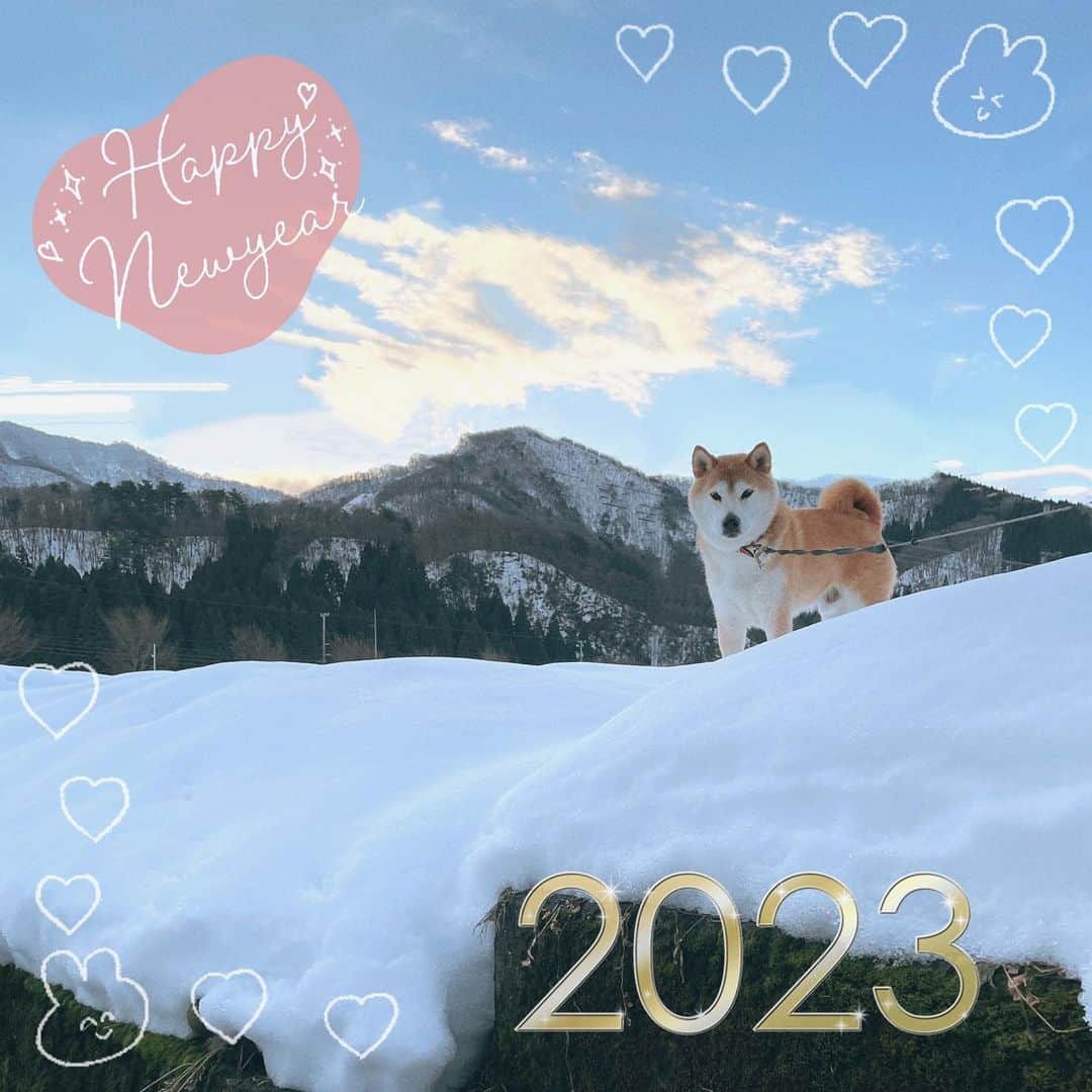 Hanamichi ＆ ℕㆁℜ〡ｋㆁ♡のインスタグラム：「・ あけましておめでとうございます☀︎ 2023は明るくおだやかな一年になりますように☺️ ・ #happynewyear  #shibastagram  #dogsofinstagram  #柴犬  #しばいぬ  ・」