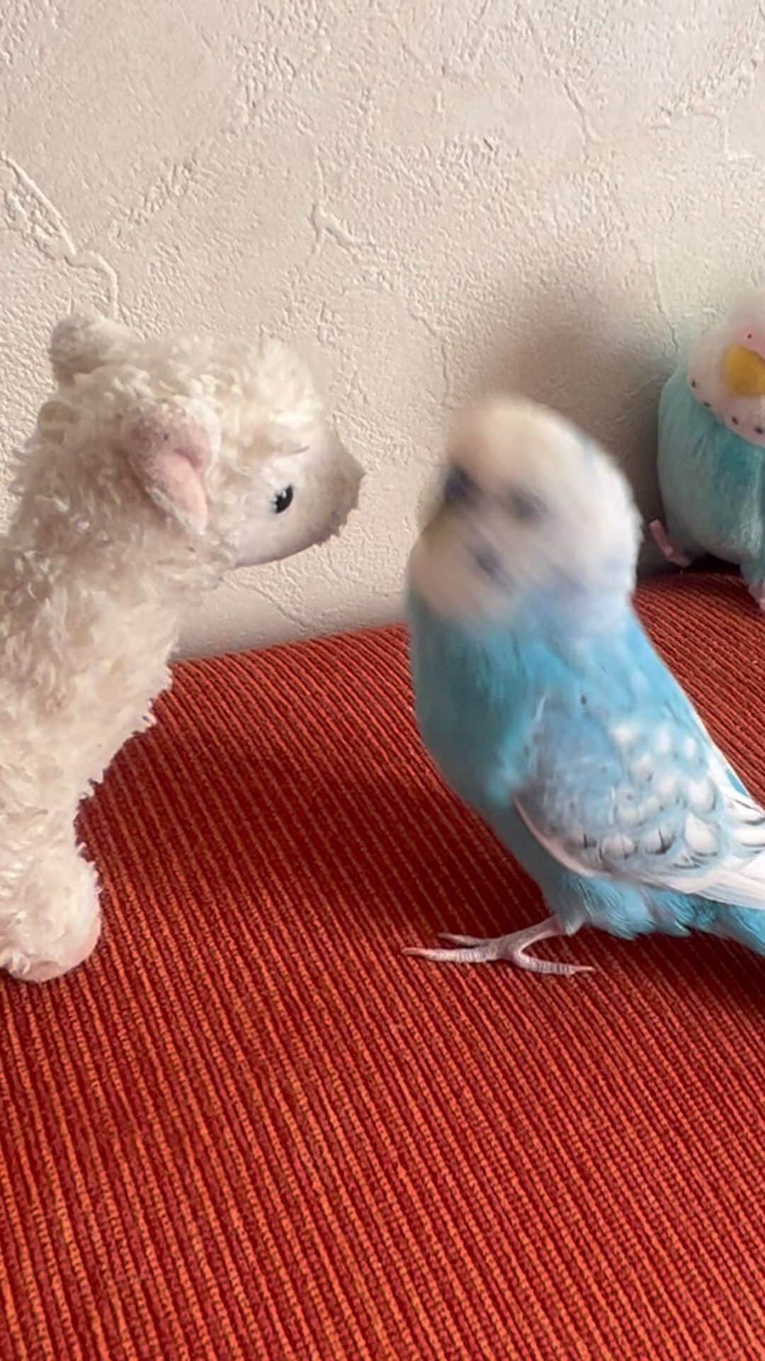 kotoripipipiのインスタグラム：「あけまして 　おめでとうございます🐦 #おしゃべりインコ#セキセイインコ#セキセインコ#小鳥#ことり#青い鳥#鳥#おともだち#あけましておめでとうございます #かわいい」