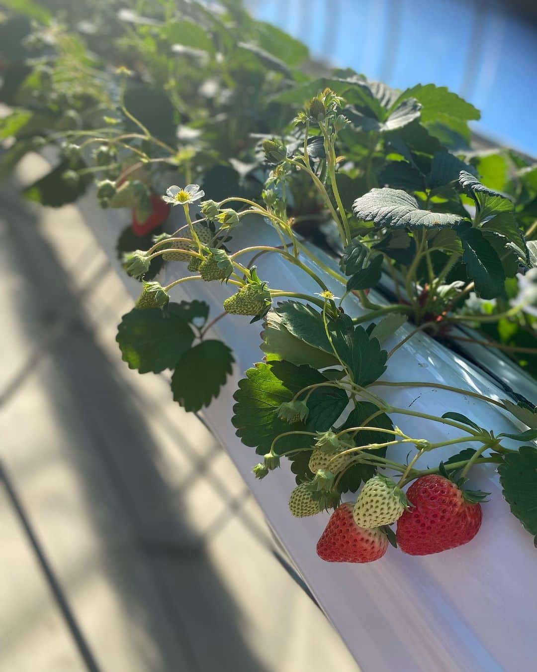 のインスタグラム：「2023年、 あけましておめでとうございます⛩🎍🌅  元旦からいちご狩り🍓  都内の住宅街にこんなところがあるなんてびっくりです。  穏やかないい一年になりますように😊 今年も宜しくお願い致します🐰  #お正月  #2023  #いちご狩り  #都内 #住宅街」