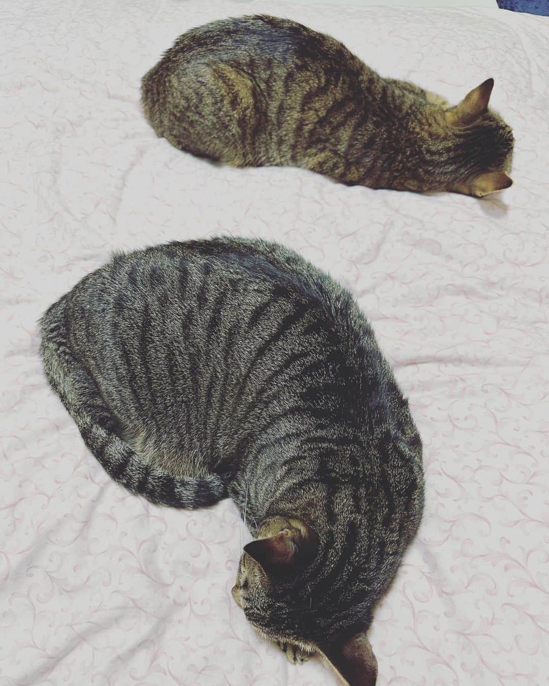 村田洋二郎のインスタグラム：「寝こ正月。 いい初夢を見ているに違いない。 この子達にとってもいい1年になりますように。  #練馬キジトラ会」