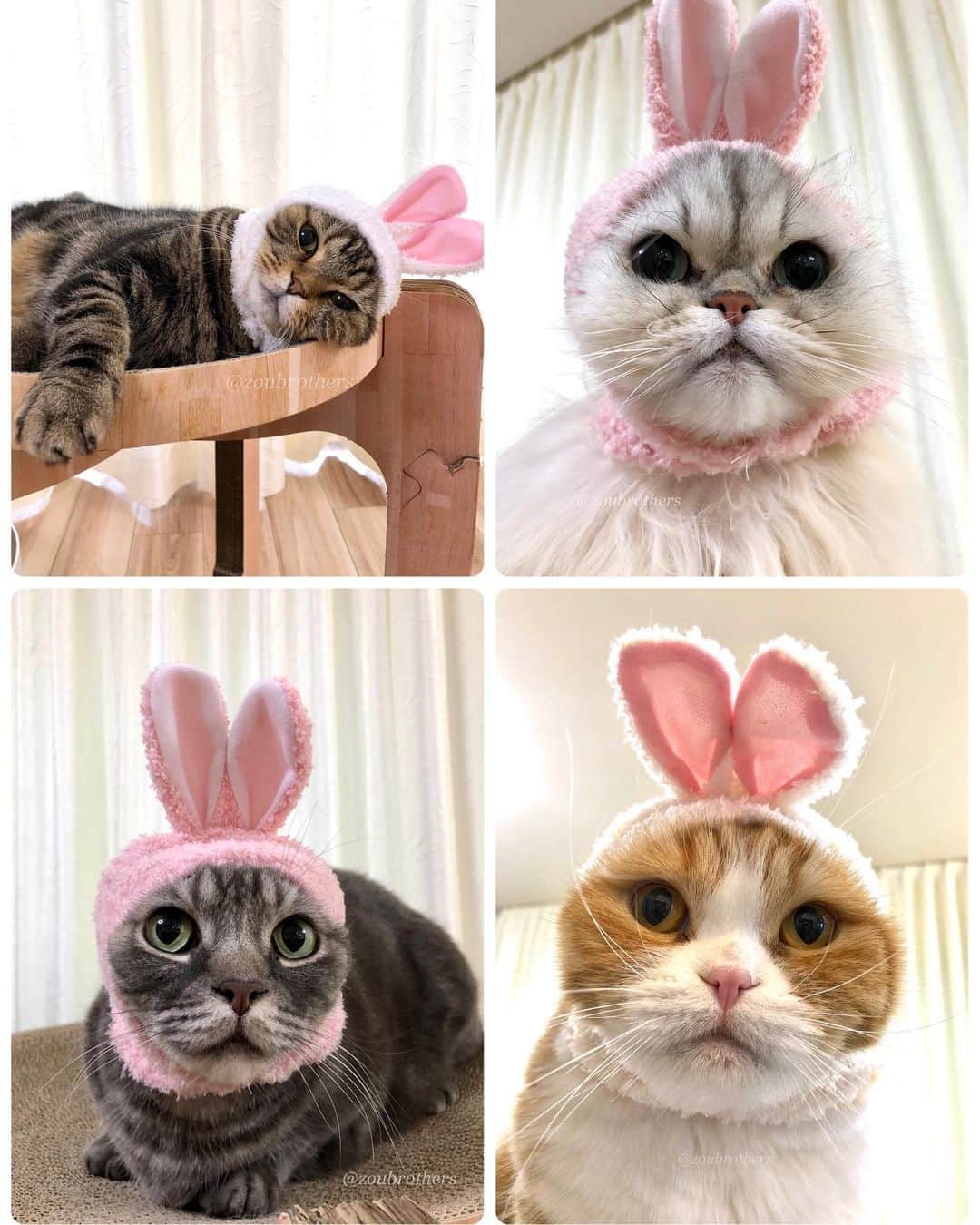 bunny & 2 catsのインスタグラム：「Happy Meow Year 2023🎉🐰🎉 _ 🐾 本年もZoubrothersを宜しくお願い致します🎍 🐾 #卯年 しばは🐰🌈神様に呼ばれて一足早く2023年のお手伝いをしに行ったんだろうな  🐾 #セリア の被り物。悪くない（笑） _ #scottishfold#多頭飼い#ねこ#猫#cats#cute#amazing#スコティッシュフォールド#マンチカン#マンチカン#チンチラ _ #PECO#ねこ#9gag#WeeklyFluff#ふわもこ部#instavideo#ねこのきもち#catsofinstagram#instagram#instagramjapan#cats_of_world#2023」