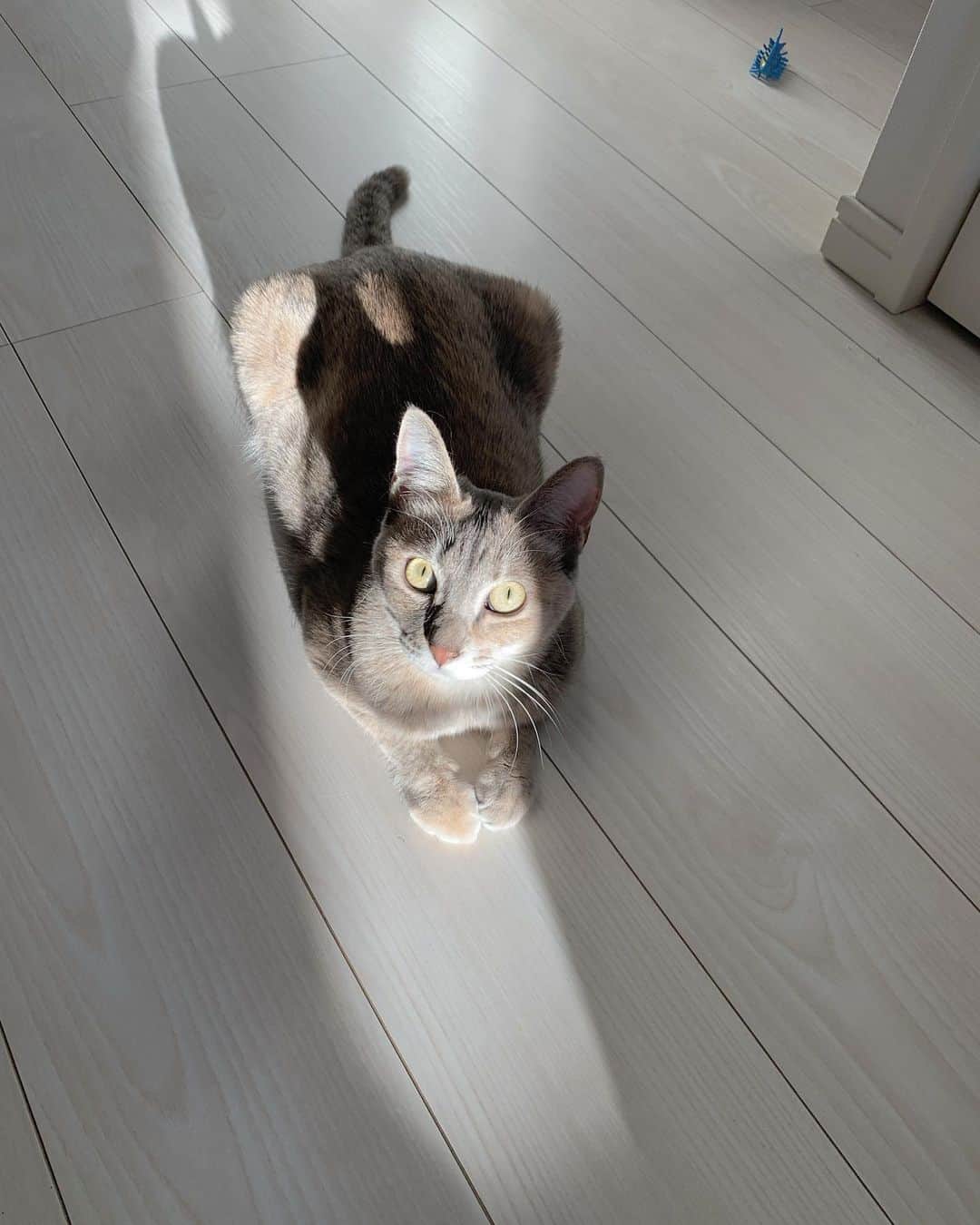 小林麗菜さんのインスタグラム写真 - (小林麗菜Instagram)「・ ・ 明けましておめでとうございます🌅  気持ちのいいお天気ですね〜☺️  本年もどうぞ宜しくお願いいたします🐰  #2023 #イヴちゃん #奥におもちゃ #いたずら娘 #可愛くておかしくなりそう #保護猫 #保護猫と暮らす  #ねこのいる生活  #パステルサビ」1月1日 15時30分 - reina_kobayashi