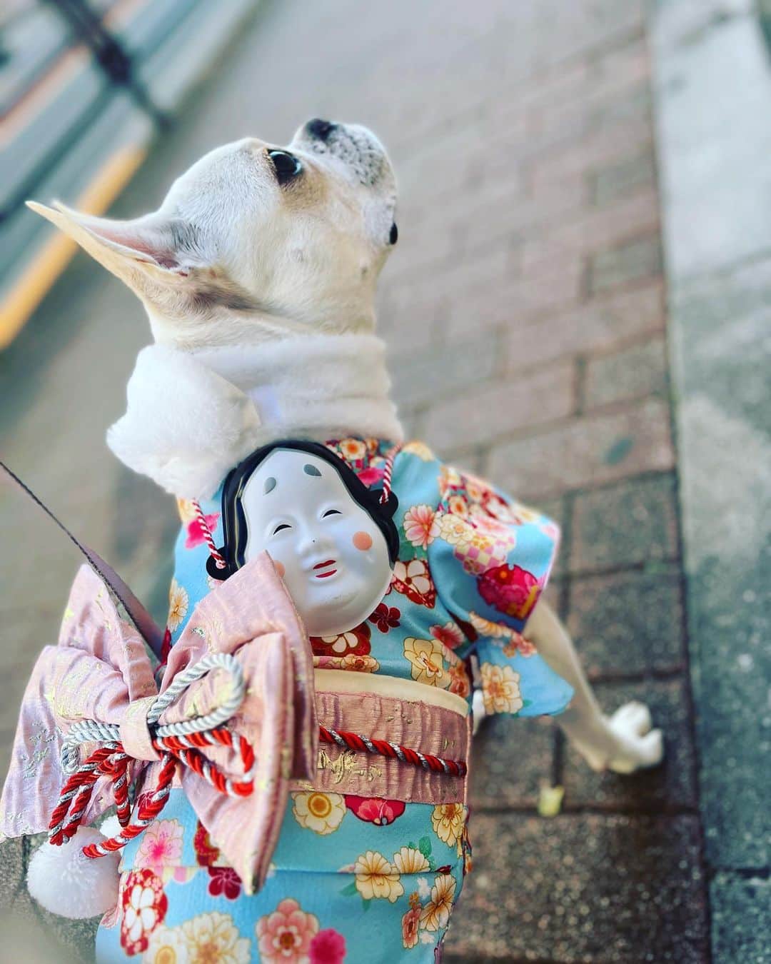刀羅ナツコのインスタグラム：「あけおめ。 . #フレンチブルドッグ #フレブルのいる生活 #フレブル服 #正月」